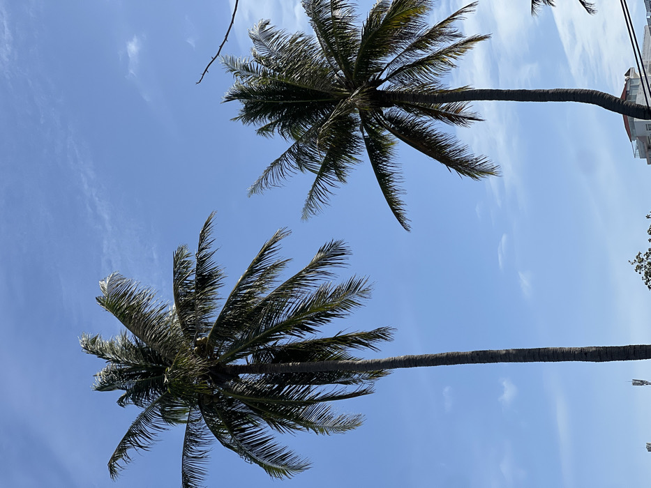 The image presents two tall coconut palm trees against a clear, bright blue sky with sparse, wispy white clouds, characteristic of Nha Trang, Vietnam. The prominent palm on the left features a straight, slender, dark brown trunk supporting a dense crown of green fronds, with several coconuts visible within the foliage. To the right, a second, slightly shorter palm tree exhibits a dark, gently curving trunk and a full canopy of similar fronds. In the lower background, partially obscured by the right palm, a multi-story white building with a reddish-orange tiled roof is visible. Faint white structures, possibly cellular antennas, are discernible near the bottom left. Thin black lines, indicative of electrical or communication wires, traverse the lower right quadrant of the sky. The scene is static, devoid of people or discernible actions.