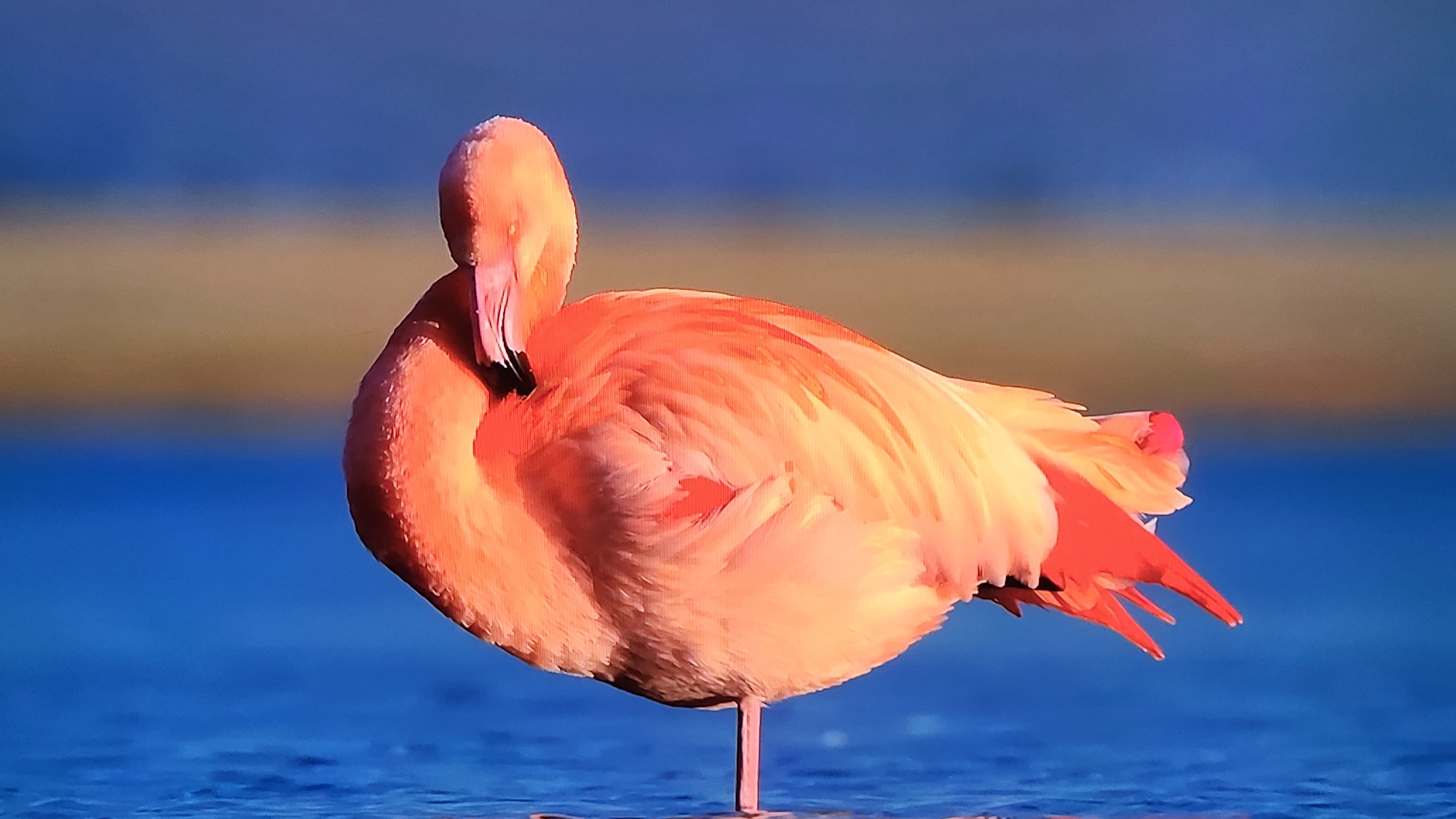 The image shows a flamingo standing on one leg in shallow water. The flamingo is pink and has its head tucked into its body. The water is blue, and the background is a blurred mix of blue and beige tones. There is no evidence of the location being Yerevan, Armenia, or any identifying city features.