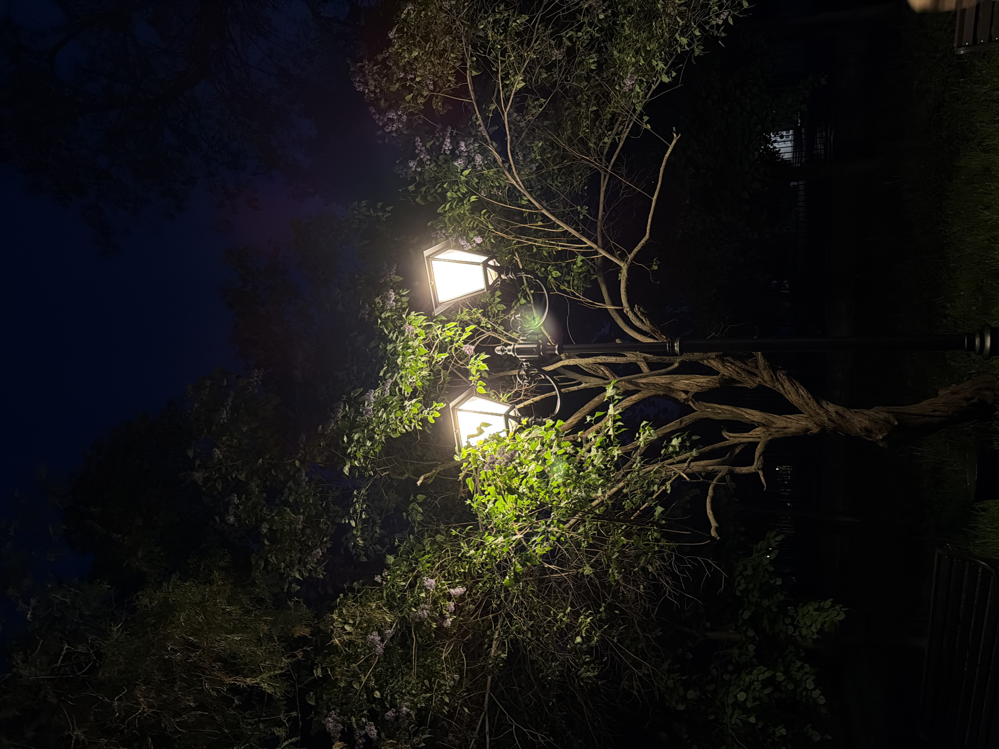 At night, a lamppost with two illuminated, square-shaped lamps is centered in the frame. The pole has a twisted, tree-like design, partially covered with green foliage and what appear to be lilac flowers. Dark green trees and bushes surround the lamppost. The sky above is a dark, deep blue. The presence of the city of Saratov, Russia is not discernible in the image.