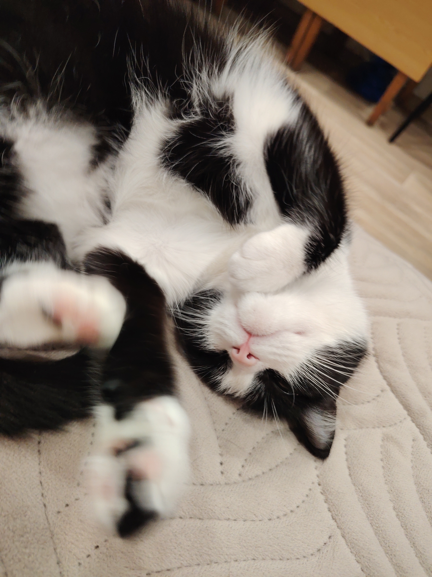A black and white cat is curled up on a beige blanket. The cat's paws are tucked under its face. The background is blurry, but a wooden table and flooring are visible. The location is unknown.