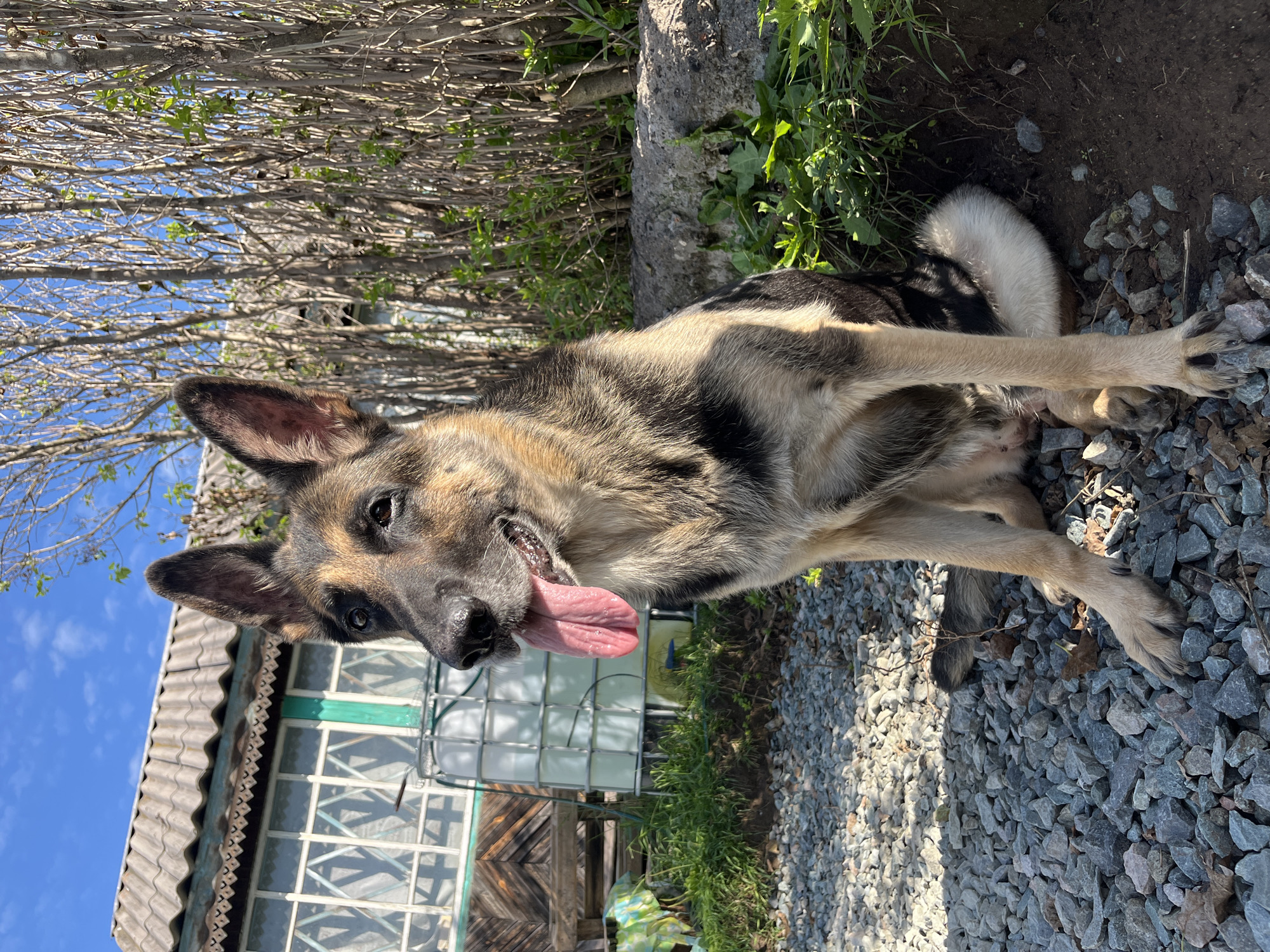 A German Shepherd dog sits on a gravel path in front of a weathered wooden building with a corrugated roof. The dog is panting, with its tongue hanging out. Behind the dog, a dense thicket of bare branches and green leaves forms a backdrop. A large white plastic water tank is visible to the left of the dog, near the building. The scene appears to be in a rural or semi-rural setting, possibly a dacha or backyard in Nizhny Tagil, Russia, given the architectural style of the building and the presence of the water tank. The sky is blue with some clouds. The lighting suggests it is daytime, with sunlight casting shadows on the gravel.