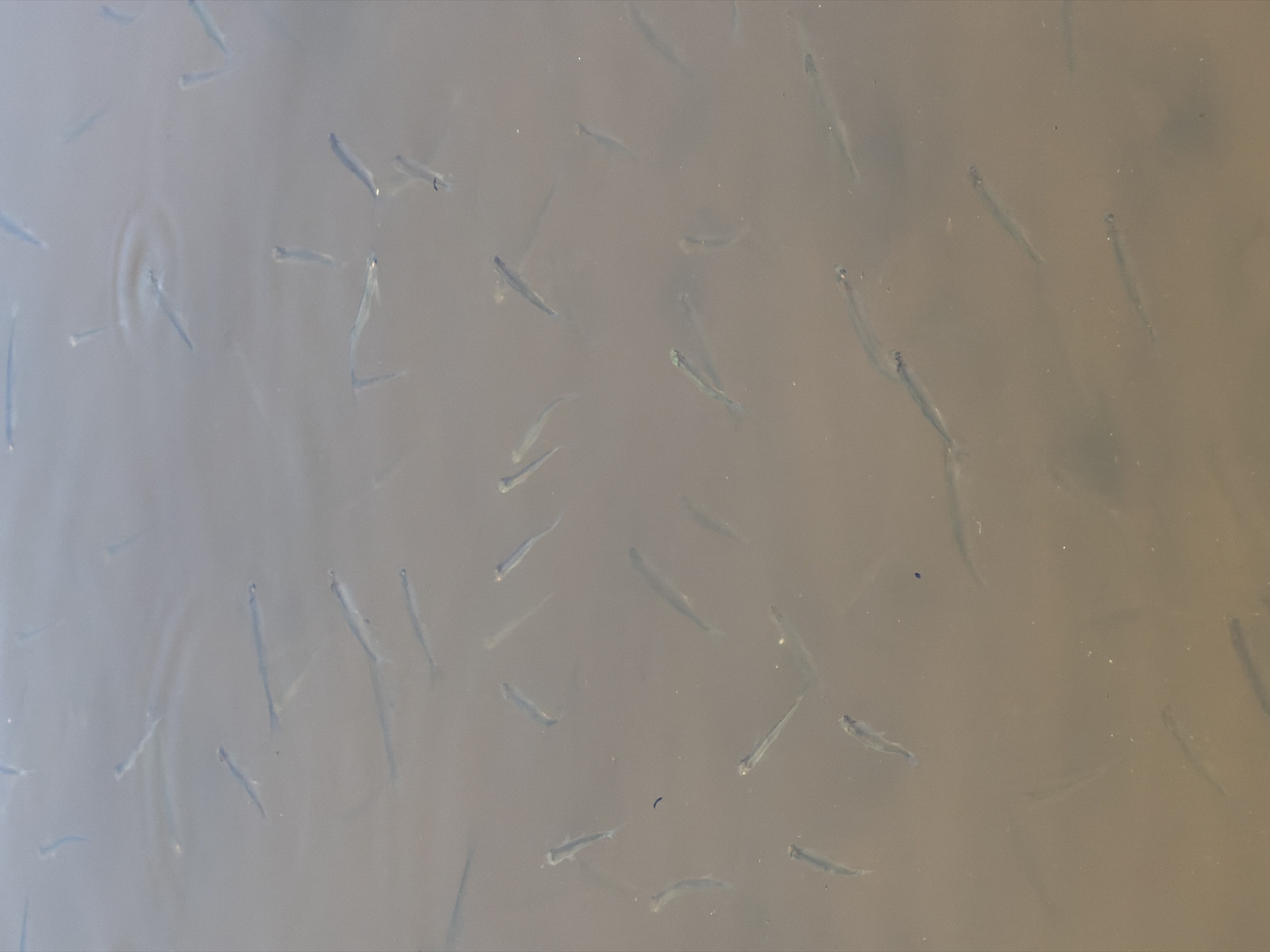 The image shows numerous small fish swimming in murky water. The water appears calm, with minor ripples visible. The fish are thin and elongated, suggesting they might be fry or small baitfish. The location is not discernible from the image and the prompt has insufficient information to determine its location in Chaikovsky, Russia.