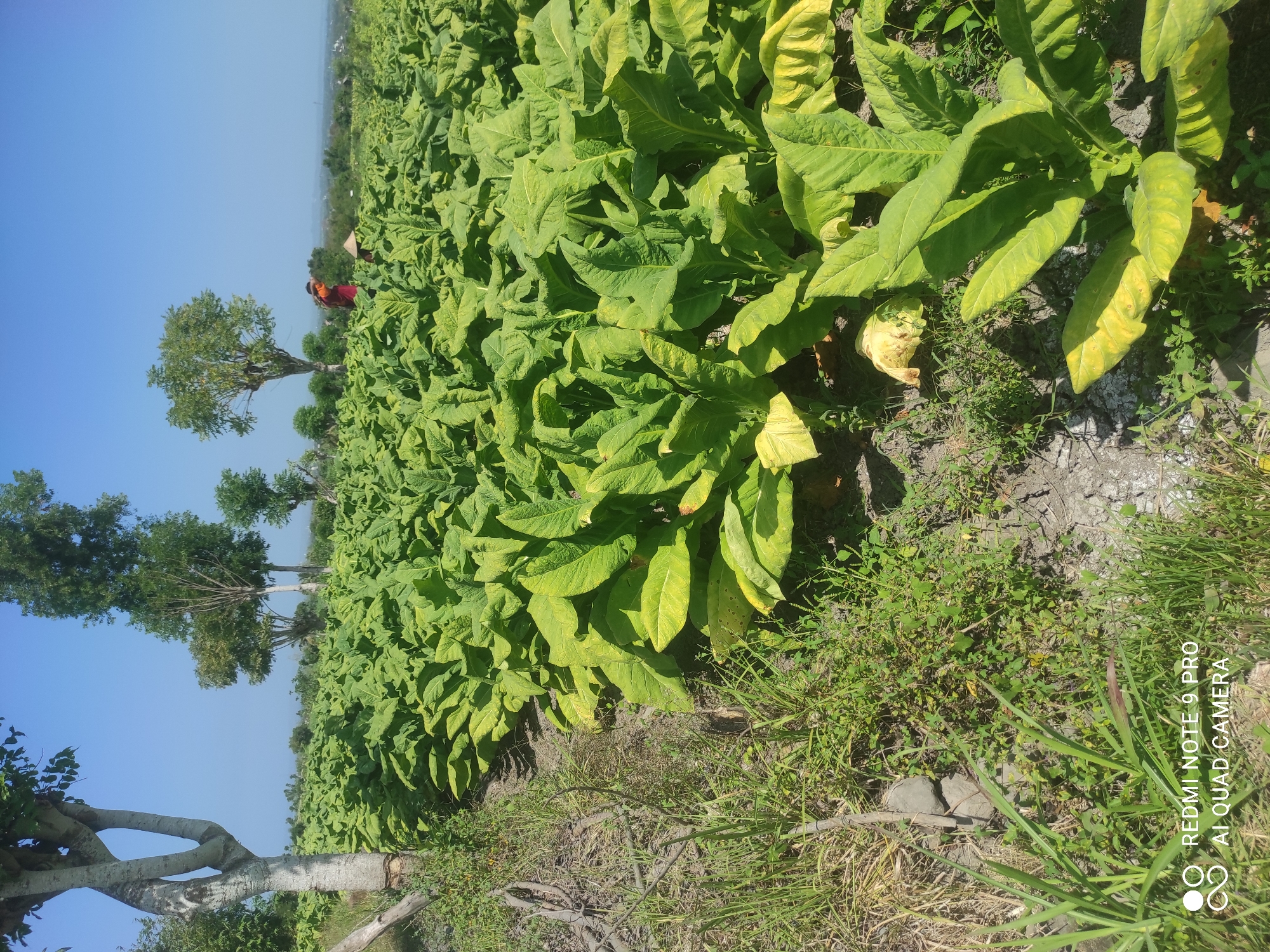 This image depicts a tobacco field in Kecamatan Sakra Barat, Indonesia. The field is densely populated with large, green tobacco plants, some showing signs of yellowing leaves. In the distance, two individuals are visible. One person, wearing an orange shirt and a dark head covering, appears to be carrying something on their back. The other person is wearing a conical straw hat. The sky is clear and blue, indicating a sunny day. The foreground features dry earth, rocks, and some sparse vegetation along the edge of the field, with a single large tree trunk visible to the left. The image is marked with a watermark indicating it was taken by "REDMI NOTE 9 PRO AI QUAD CAMERA".