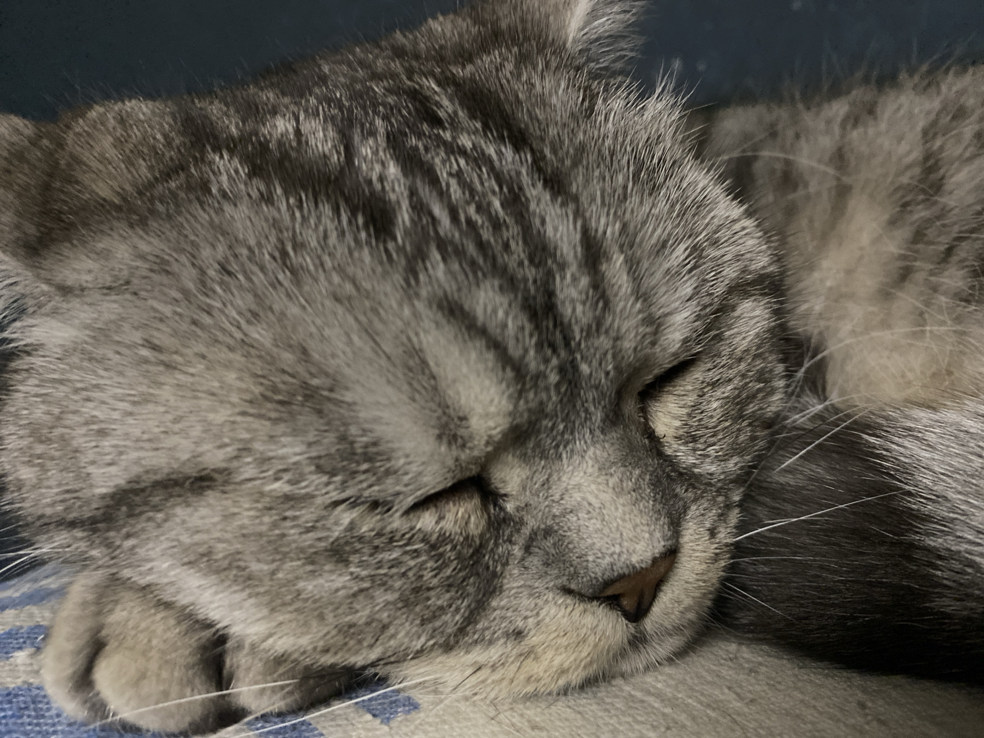 A close-up image shows a gray tabby cat sleeping. The cat's eyes are closed, and its face rests on a surface that includes a blue and gray patterned area. The cat's fur is striped with gray and dark gray. A few white whiskers are visible. The background is a dark blue. The location in the city of Chaikovsky, Russia, cannot be determined from the image.