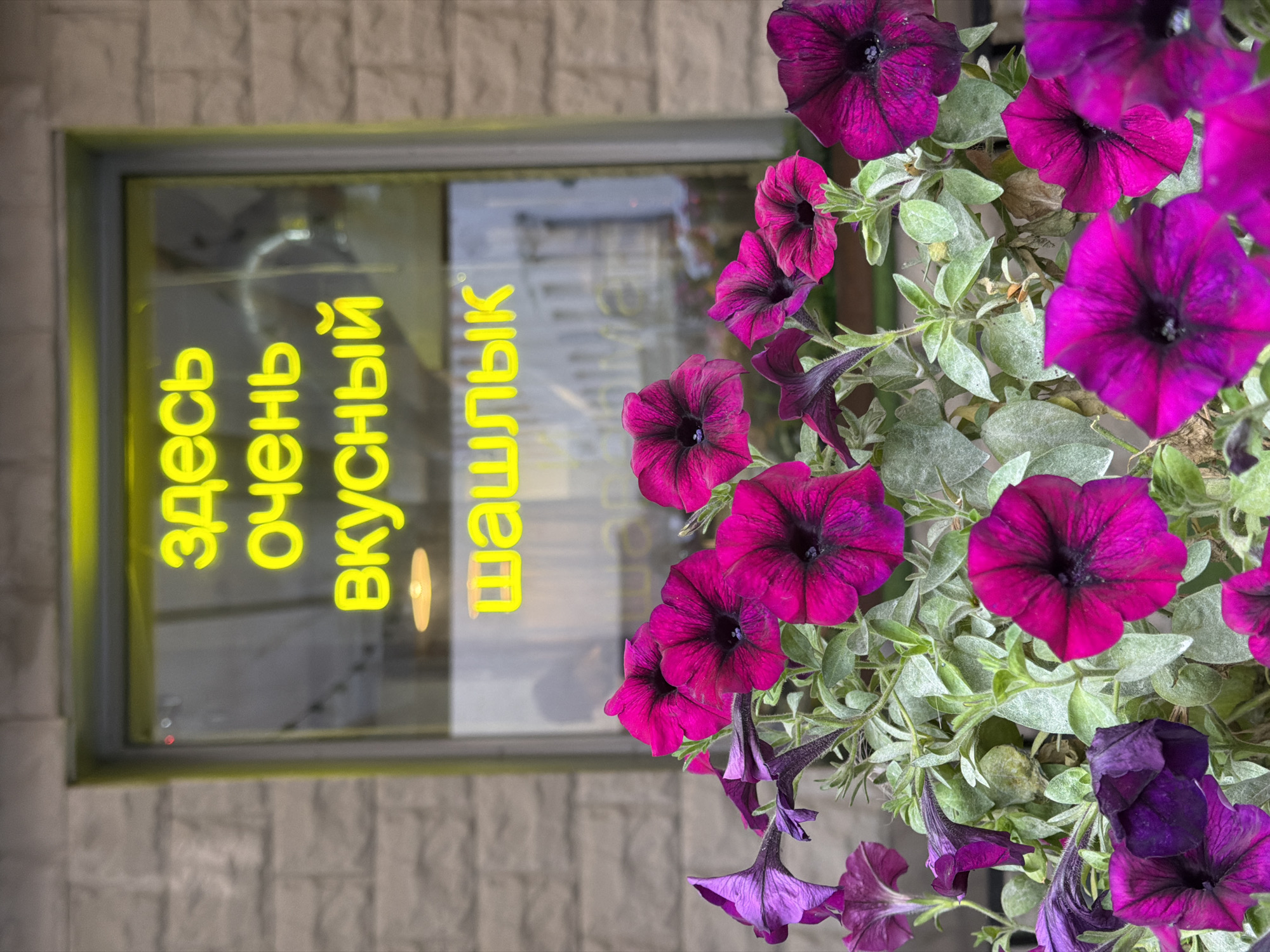 The image shows a close-up of bright pink and purple petunias in bloom, with a building facade and a window in the background. The window has a bright yellow neon sign that reads "ЗДЕСЬ ОЧЕНЬ ВКУСНЫЙ ШАШЛЫК," which translates to "VERY TASTY SHASHLIK HERE." The building facade is constructed of grey textured bricks. The setting appears to be a street in Saint Petersburg, Russia. There are no people visible in the image. The focus is on the flowers and the neon sign.