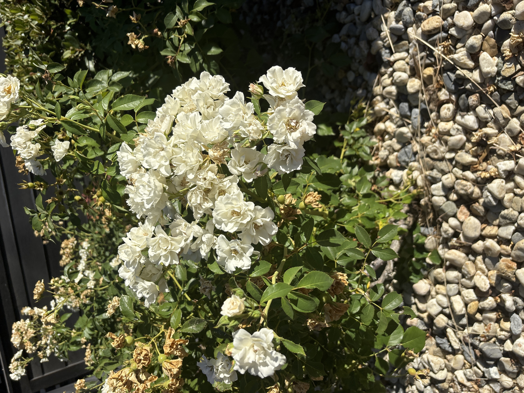 The image shows a close-up view of a cluster of white roses and some dried rose blooms, set against a backdrop of green foliage and a dark fence. In the foreground, a bed of small, multi-colored pebbles is visible. The lighting suggests it is daytime, with shadows cast by the sun. The scene appears to be in a garden or outdoor setting. No people are present in the image. The exact location in Fair Oaks, United States cannot be determined from the image alone, but it is likely a residential or public garden.
