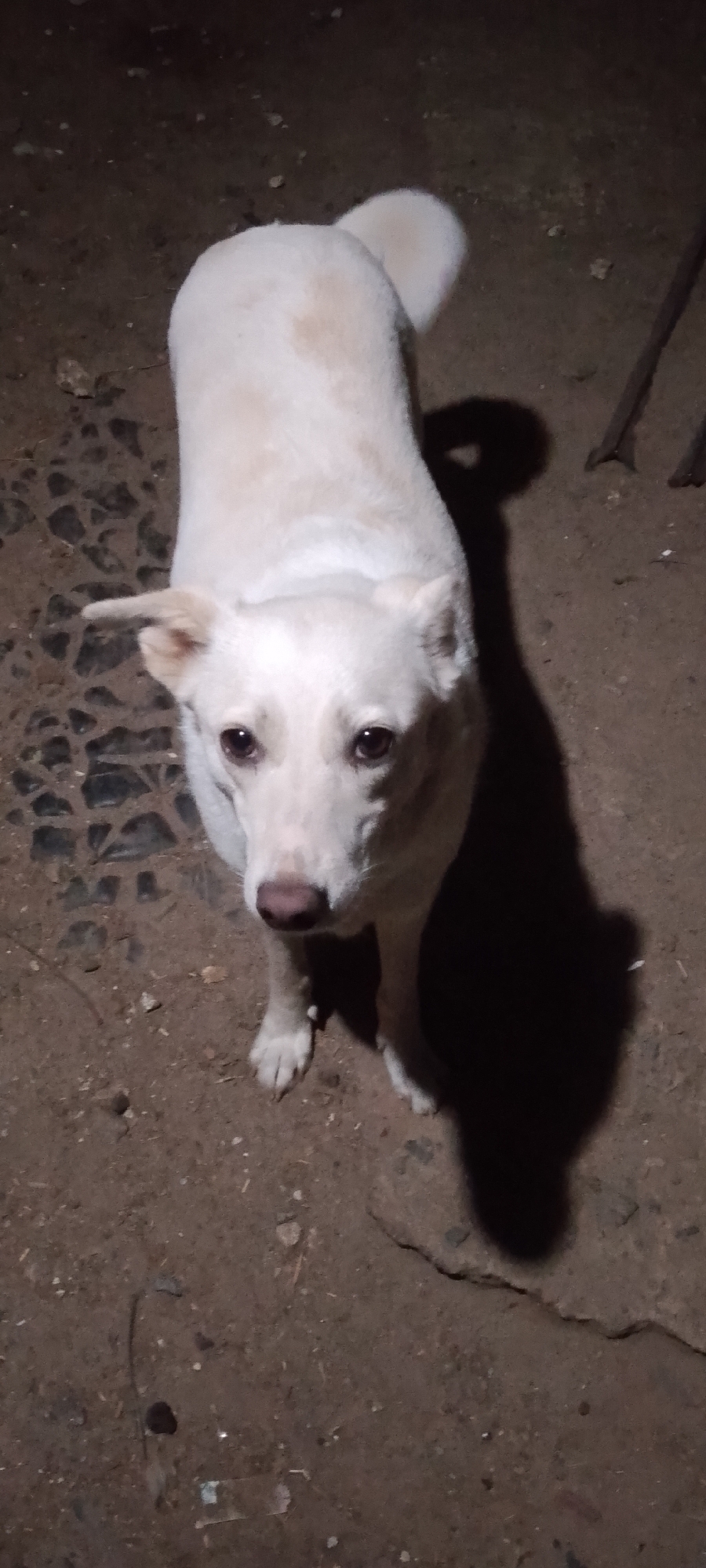 An overhead medium shot captures a medium-sized white dog with brown eyes standing on a dirt ground with some gravel and cracked concrete visible. The dog is looking directly at the camera with its head tilted slightly to its left. Its ears are perked up, and its tail is curled over its back. A dark shadow of the dog is cast to its right. In the background, out of focus, are two wooden posts. The lighting suggests it is nighttime or a dimly lit indoor space. The location is Unknown, Unknown.