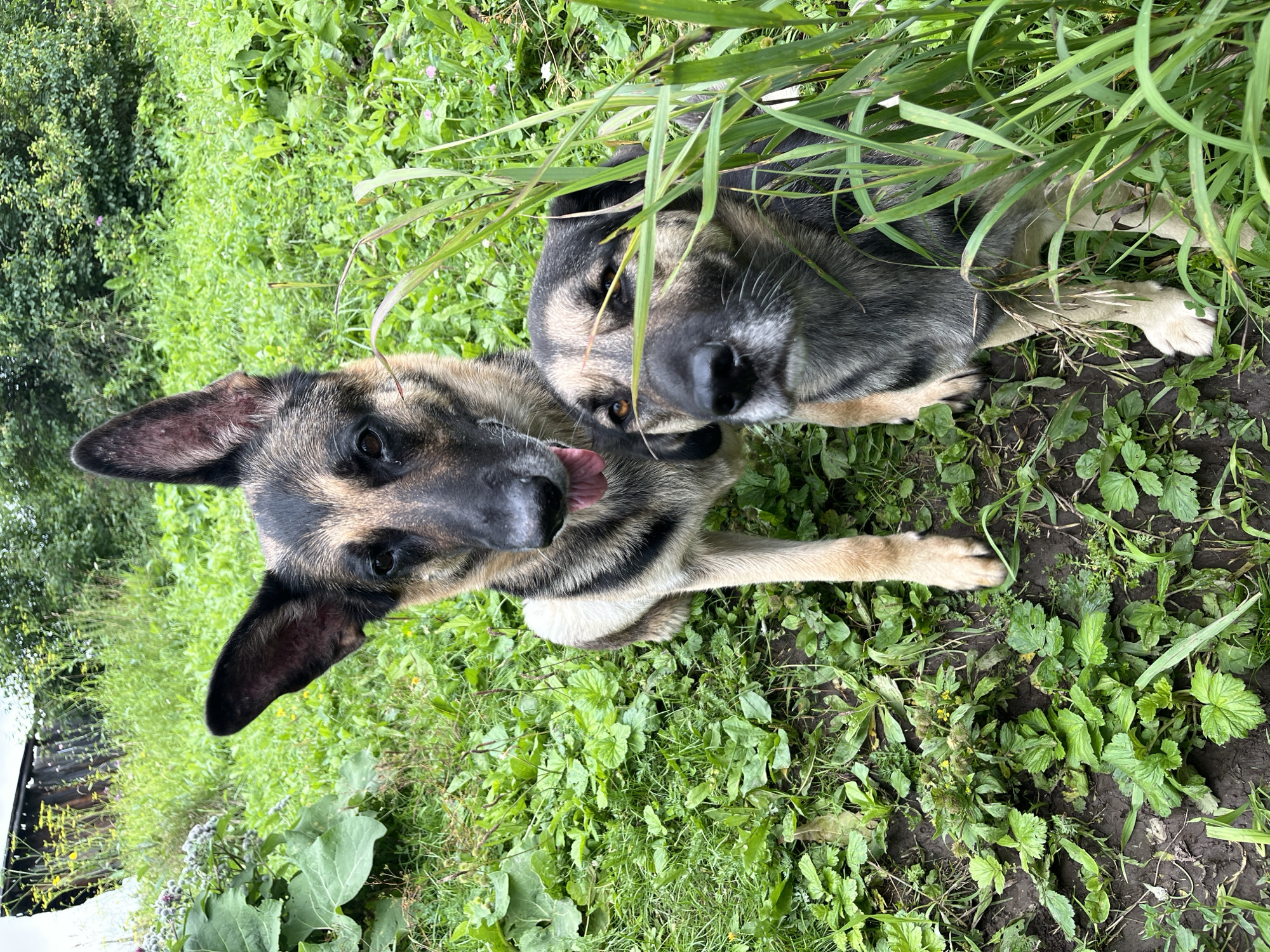 Two dogs, one a German Shepherd, sit in tall green grass and weeds. The German Shepherd is in the foreground and is panting with its tongue hanging out. The other dog is partially obscured by grass and has its head looking forward. In the background, there is a wooden structure, likely a shed or outbuilding, surrounded by trees and vegetation. The scene appears to be in a rural or semi-rural setting within the city of Nizhny Tagil, Russia.