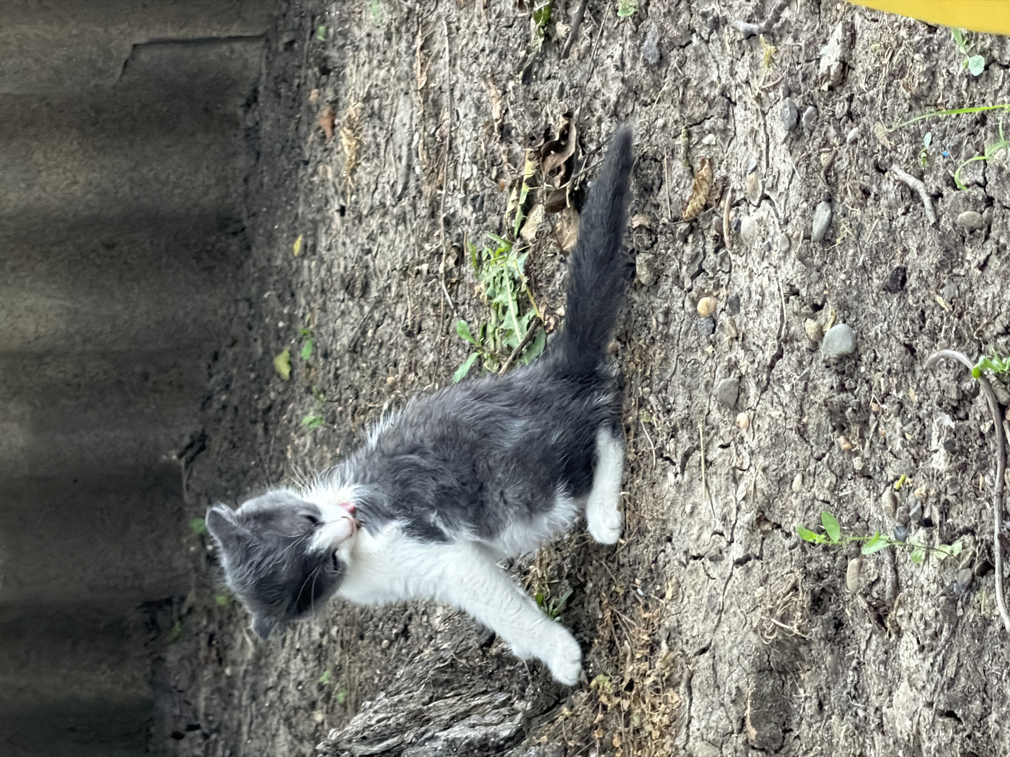 A kitten is grooming itself while sitting on dry, cracked earth. The kitten is grey and white with dark grey markings. It is facing left, with its head tilted down and its tongue extended to its chest. The kitten's tail is long and bushy, and it is curled around its body. The ground is covered in dry dirt, with a few small green plants and brown leaves scattered about. In the background, there is a grey, corrugated wall or fence. The scene appears to be in a garden or yard. There is no indication of the location in the city of Komsomolskiy, Russia within the image itself.