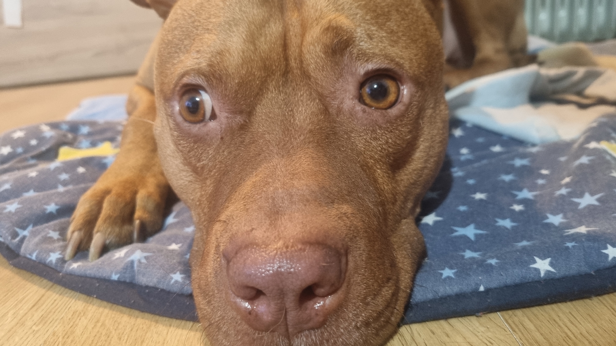 A brown dog with amber eyes rests its head on a blue and grey star-patterned cushion. The dog is close to the camera, highlighting its nose and one of its paws. The background is blurry, revealing a light-colored wooden floor.