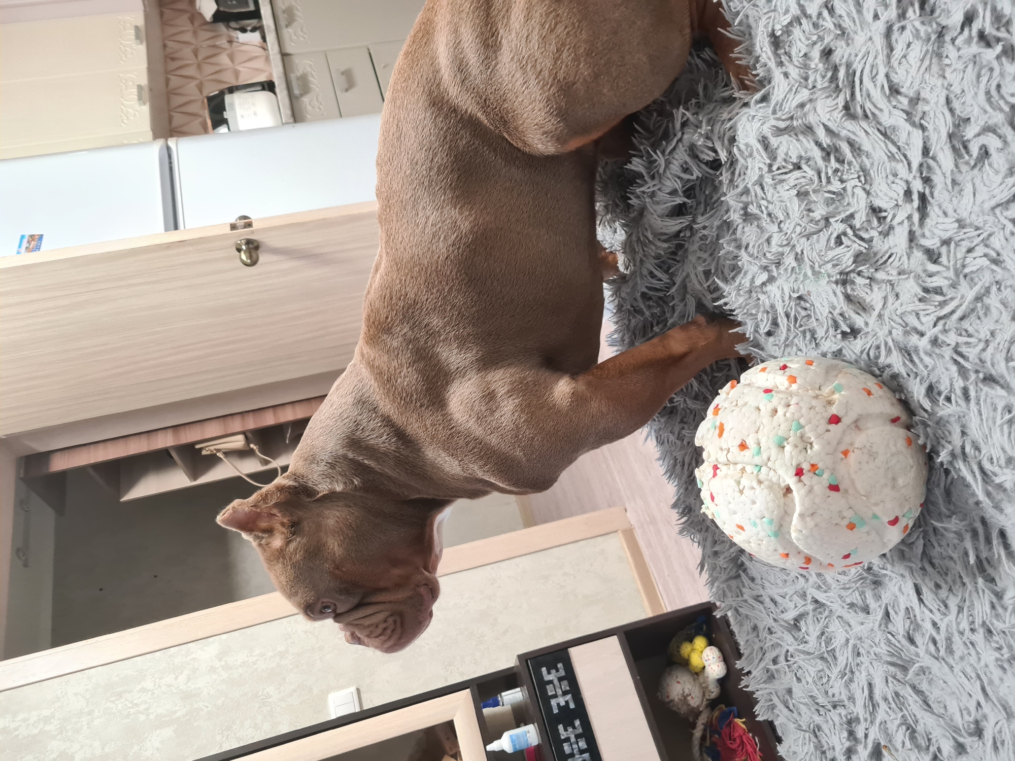 A muscular, brown-coated dog is on a gray, shaggy rug. The dog is facing left, with its head down and its muzzle resting on its forelegs. In front of the dog is a white, spherical toy with colorful confetti embedded in it. To the left of the dog, there is a dark brown shelf unit with some toys on it, including a knitted bear and a yellow ball. Behind the dog, a door is slightly ajar, revealing a glimpse of a refrigerator and kitchen cabinets. The overall environment appears to be an indoor residential setting.