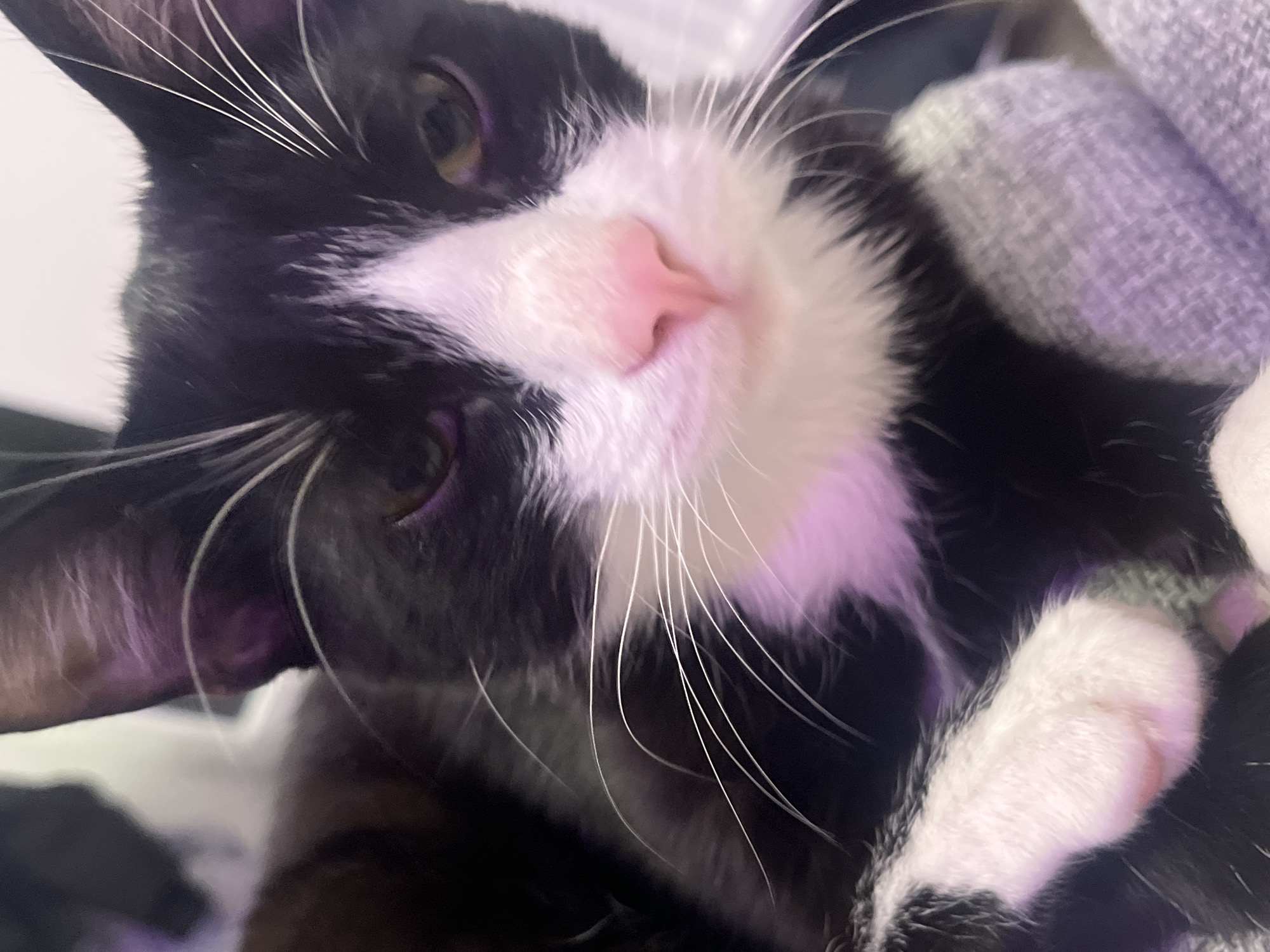 A close-up, diagonal portrait captures a black and white tuxedo cat, seemingly resting or looking directly at the viewer. The cat's head is tilted, prominently displaying its pink nose, numerous long white whiskers, and one discernible amber eye; the other eye is partially obscured. Its muzzle, chin, and chest are marked with fluffy white fur, which reflects a soft purple-pink ambient light. A white, furry paw is visible in the lower right corner of the frame, resting amidst the cat's dark fur. The background consists of blurred, textured fabric in shades of purple and gray, consistent with a soft, possibly knitted blanket. The cat appears calm and relaxed. No text is visible in the image. The photo was taken in Saint Petersburg, Russia.