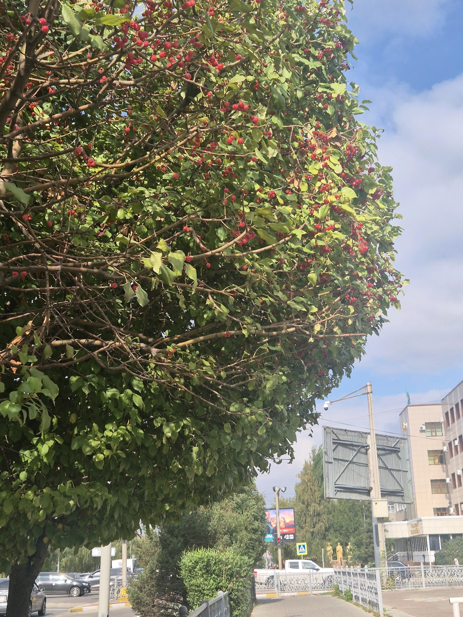 The image captures a street scene in Kokshetau, Kazakhstan. A large tree with abundant red berries and green leaves dominates the left and center of the frame. To the right, a modern building with multiple floors and windows is visible, alongside a street lamp with a security camera. A pedestrian crossing and a traffic light are also present. The sky is blue with scattered clouds. The overall impression is an urban environment with elements of nature.