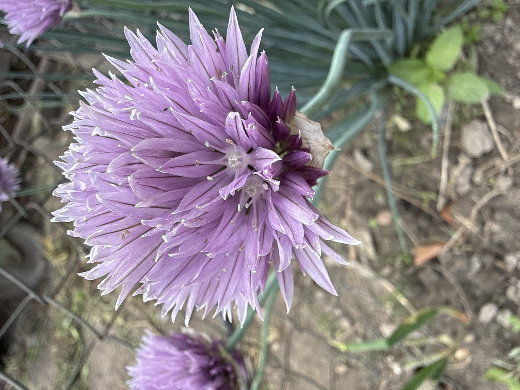A close-up, eye-level, outdoor shot focuses on a cluster of purple chive flowers. The largest flower is in the foreground, its delicate petals fanned out in a spherical shape. Behind it, another chive blossom is visible, slightly out of focus. The background includes a chain-link fence, dirt, and green chive stalks. The lighting is natural and appears to be overcast.
