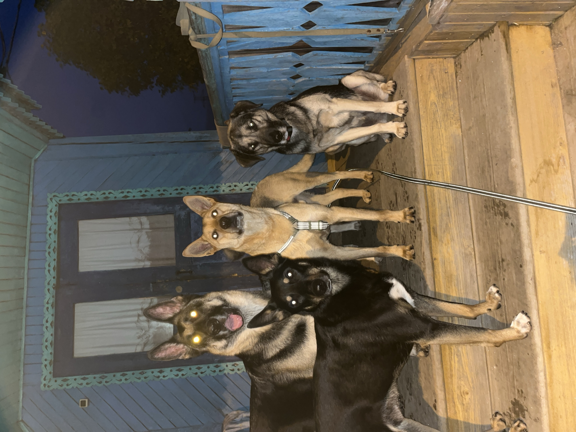Four dogs are standing on the wooden steps of a porch in front of a blue wooden house. The dog on the far left is a German Shepherd with its mouth open. The dog next to it is tan with a silver collar. The dog in the front is black and tan. The dog on the far right is gray and tan and is sitting down. The house appears to be an older wooden structure with ornate trim around the doors and windows. The image was taken at night, and the eyes of the dogs are reflecting the light, giving them a glowing appearance.
