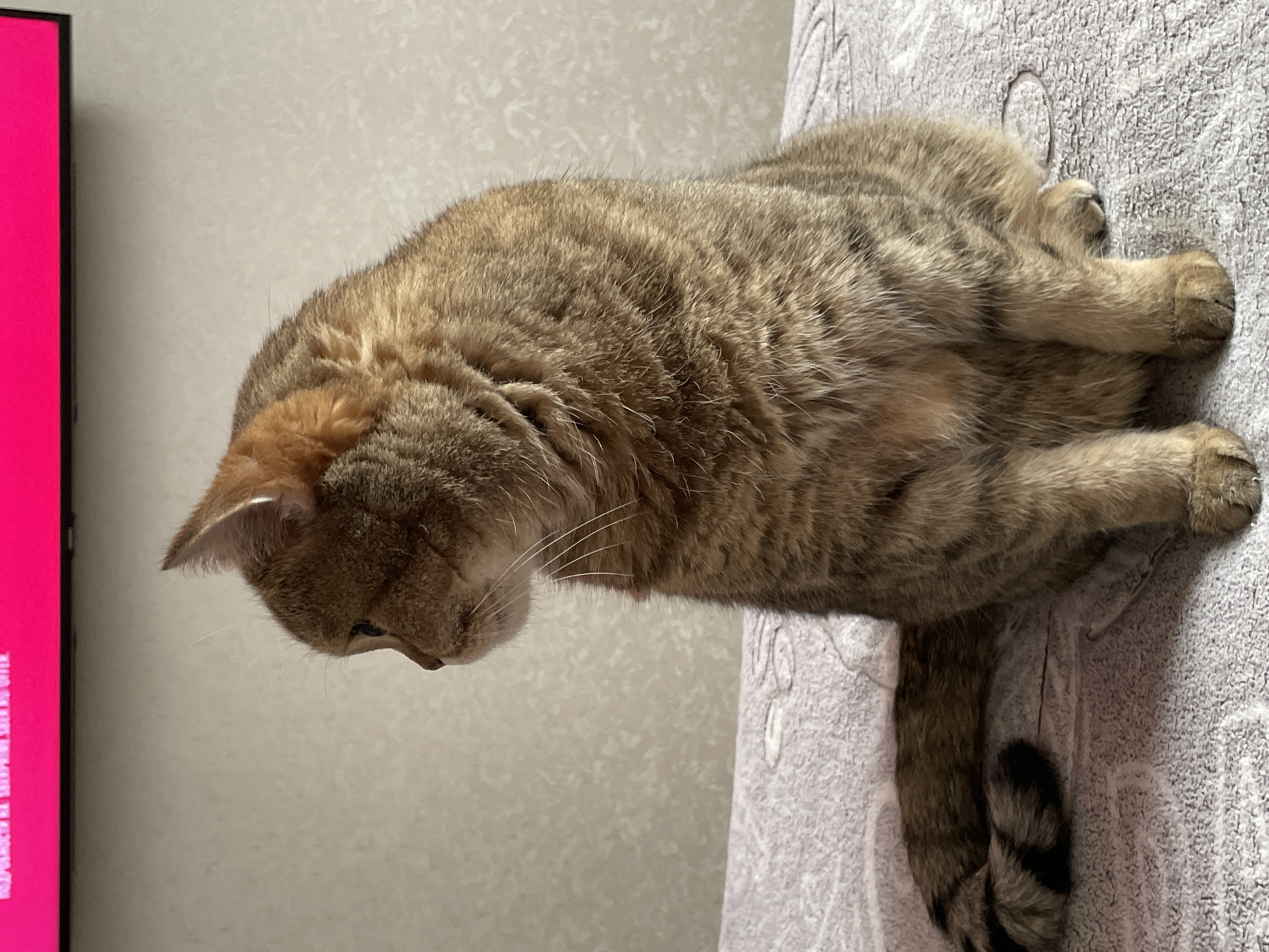 An adult, short-haired, tabby cat with brown and black stripes is sitting on a light-colored, textured surface, possibly a bed or sofa. The cat is facing to the left, with its head turned slightly away from the camera. Its tail is curled around its body on the left side. In the background, a wall with a textured pattern is visible, and above it, a portion of a bright pink screen, likely a television or monitor, is displayed. The scene appears to be indoors in a residential setting.