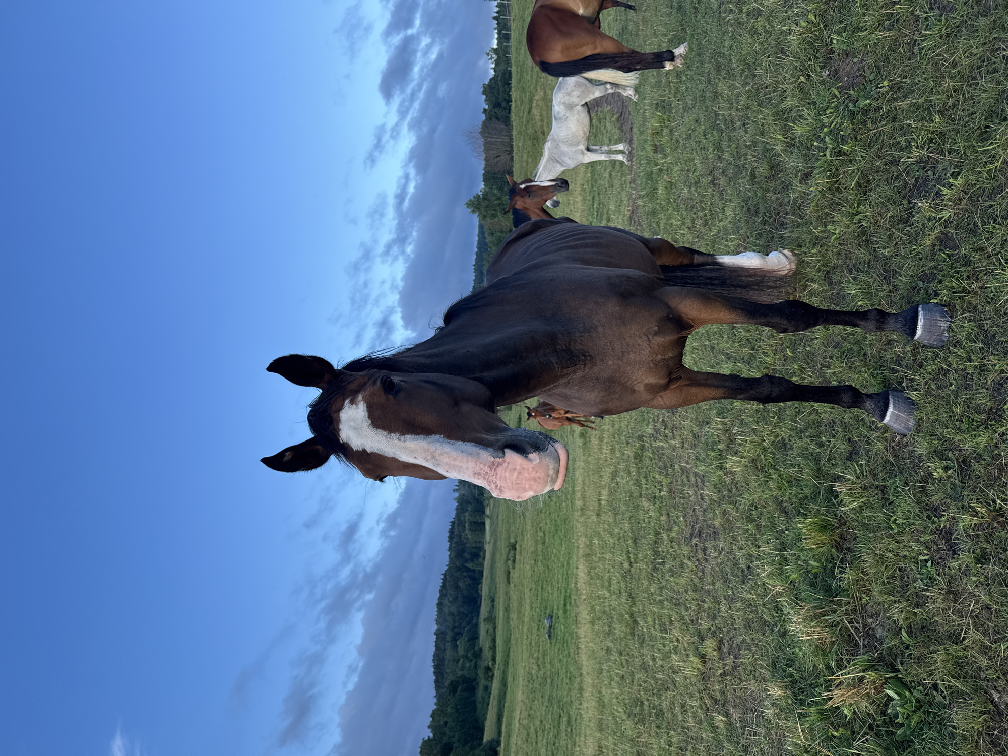 A group of horses stands in a grassy field under a cloudy blue sky. The horse in the foreground is dark brown with a white blaze on its face. Its head is turned towards the camera, and its mouth is slightly open. In the background, a lighter colored horse and other horses are visible. The field is green and appears to be a pasture. Trees and rolling hills are visible in the distance, suggesting a rural or semi-rural setting. The overall lighting indicates it is either early morning or late evening. The location is identified as Galinė, Lithuania.