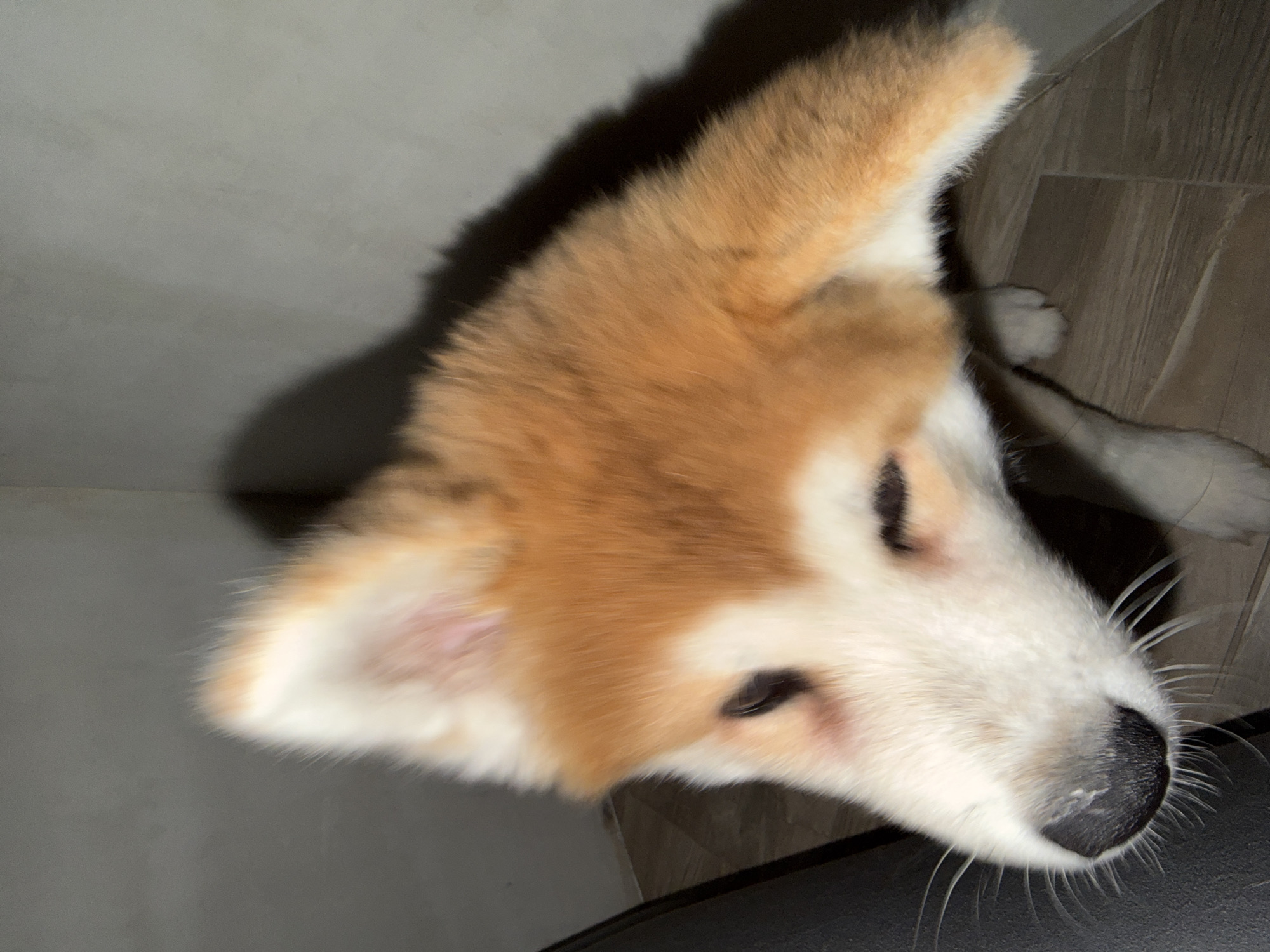 A tan and white Akita or Shiba Inu puppy is positioned indoors, looking upwards and slightly left towards the camera. Its eyes are partially closed, and its black nose exhibits moisture with prominent whiskers. The dog's fur is primarily tan/orange on its head, ears, and back, transitioning to white on its muzzle and underside. A dark, possibly black, object is visible on the left, while a light gray wall is present behind and to the right of the animal. The floor is covered with light brown, wood-patterned laminate or tile. Shadows are cast on the wall. The image exhibits minor motion blur. This scene is located in Chaikovsky, Russia.