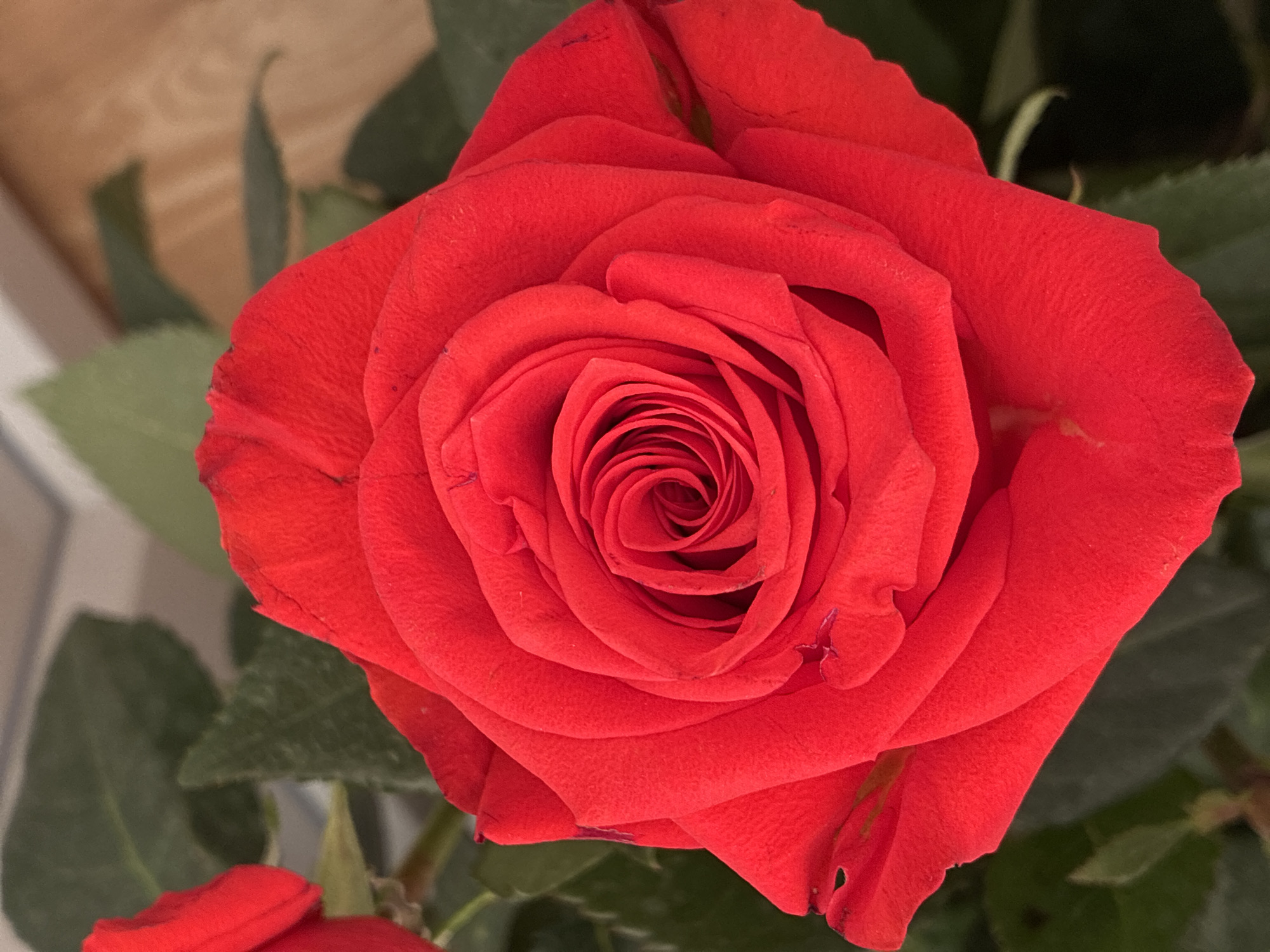 The image is a close-up, top-down view of a vibrant red rose in full bloom. The rose is the sole subject, filling most of the frame. Its petals are tightly swirled in the center, gradually unfurling outwards in layers. The texture of the petals appears soft and velvety, with delicate creases and folds. Some of the outer petals show slight imperfections, such as small tears or darker speckles.
The background is softly blurred, providing a shallow depth of field that emphasizes the rose. To the left and top of the rose, a blurred wooden surface is visible, possibly a table or wall. Behind and around the rose, dark green rose leaves are partially visible, adding a natural context. In the lower left corner, the edge of another red rose petal is visible, suggesting the presence of more roses.
There are no people, animals, or explicit events depicted. The lighting appears to be natural, with soft illumination that highlights the rich red color of the petals and creates subtle shadows within the bloom. The image evokes a sense of beauty and natural elegance. No text is visible in the image.