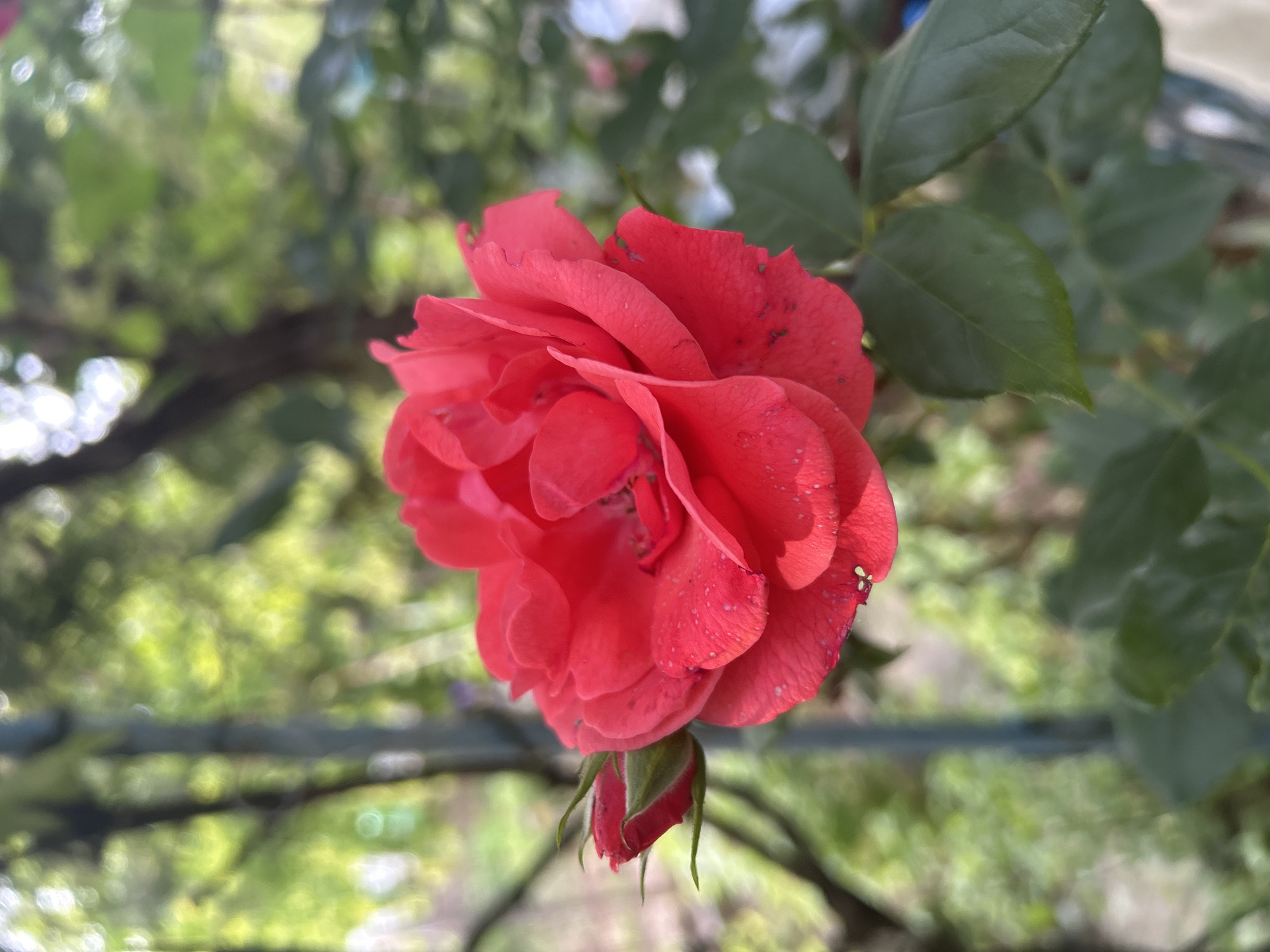 A close-up shot features a red rose, with a fresh bud beneath, in sharp focus against a blurred background of green foliage and tree branches. The rose has some blemishes on the petals. The photograph was taken outdoors in daylight. The location is Cherven, Bulgaria.