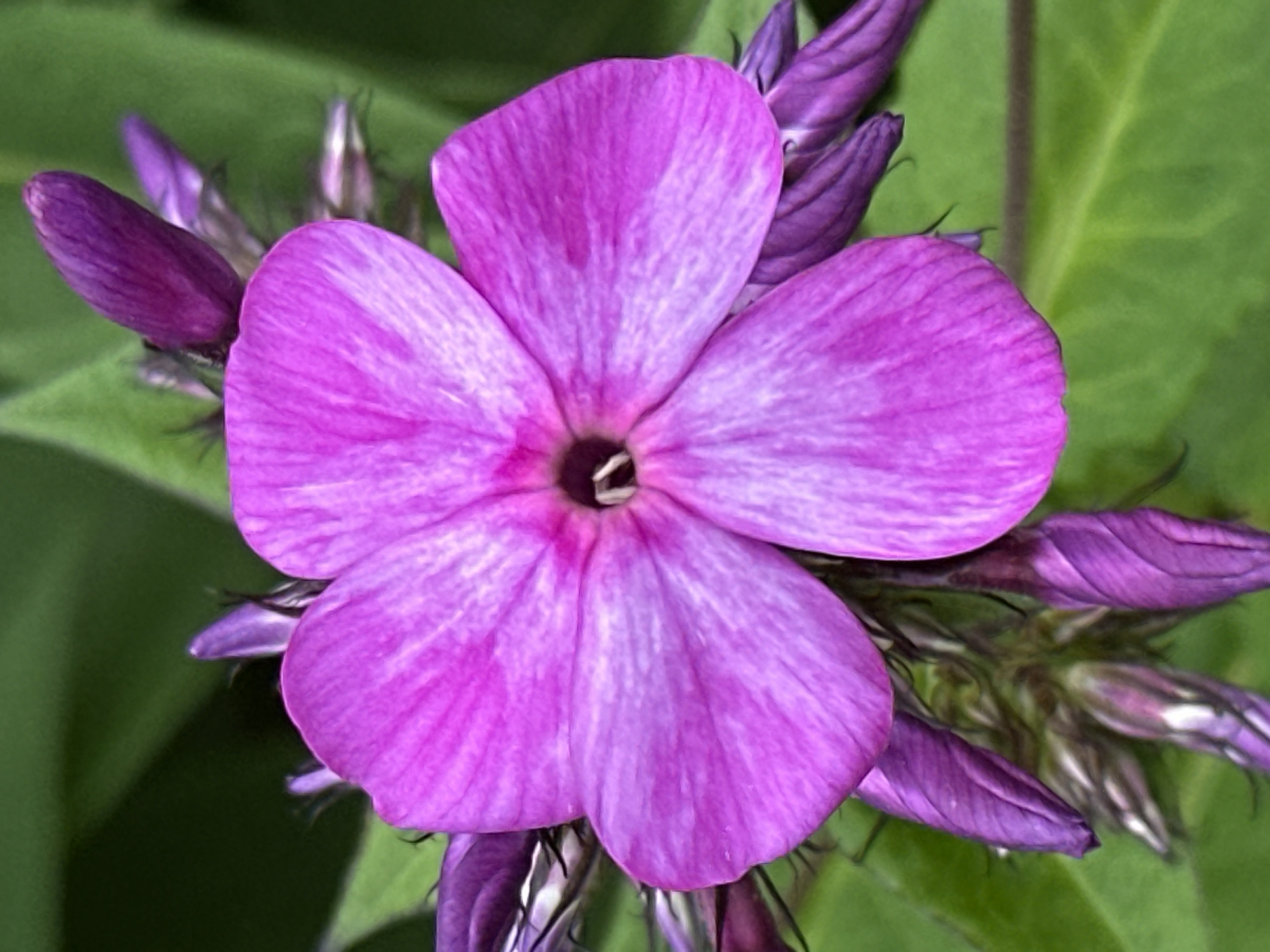 A close-up, eye-level, vertical shot displays a vibrant pink phlox flower in full bloom, positioned centrally against a blurred green background of foliage. The flower features five distinct petals, each with subtle, lighter pink veining radiating from the center. The center of the flower is dark and appears to have white stamens. Surrounding the main bloom are several unopened purple buds, also in sharp focus, adding depth and detail to the scene. The lighting appears to be natural daylight, highlighting the textures and colors of the flower and buds. The environment is a natural outdoor setting, likely a garden or park, with no indication of any urban infrastructure or human presence. The image was taken in Novogorbovo, Russia.
