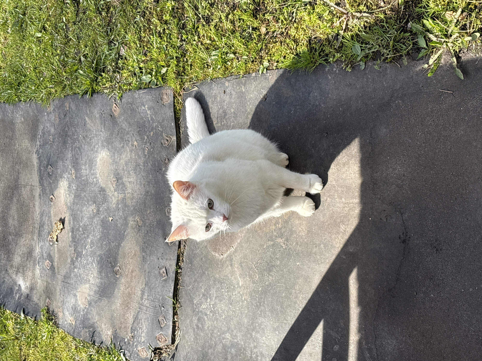 A white cat sits on a gray, textured surface near a patch of green grass. The location appears to be outdoors, possibly a walkway or patio. A shadow is visible on the right side of the surface.