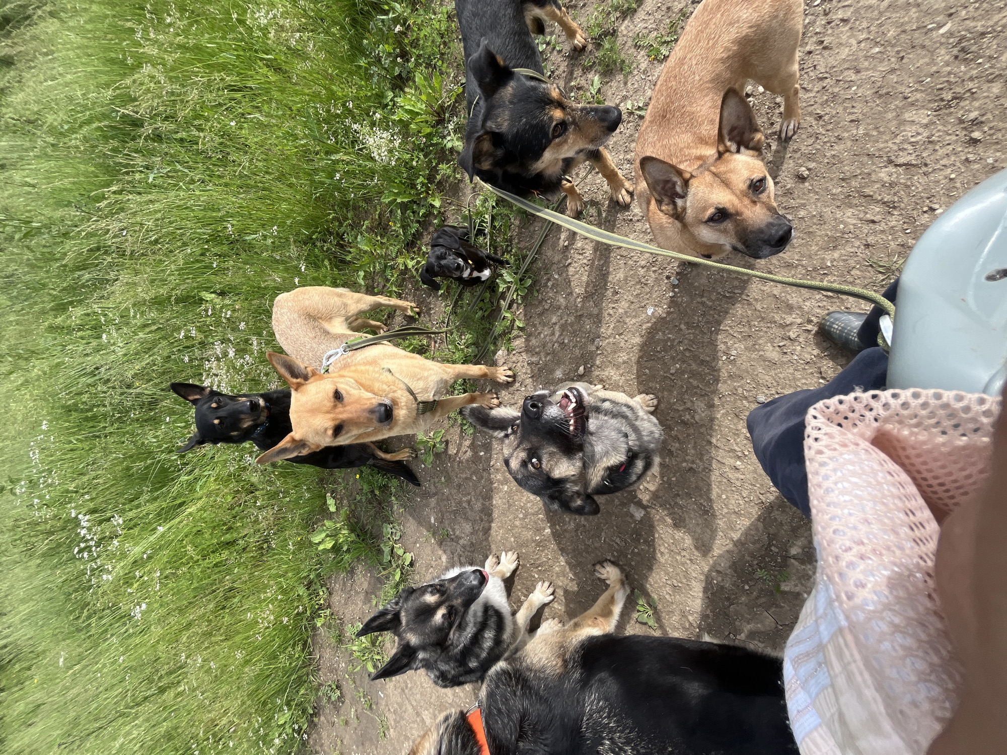 A group of seven dogs are gathered outdoors on a sunny day. The dogs are of various breeds and sizes, and most are leashed. Some dogs are lying down, while others are standing or looking up at the camera. The scene appears to be a park or a grassy area, with dirt paths visible. A person's hand and arm holding a light pink mesh bag are in the foreground, suggesting they are taking photos or videos of the dogs. The overall mood is playful and energetic, as the dogs seem engaged and alert. The time of day is likely midday, given the bright sunlight and shadows. The location appears to be a natural outdoor setting, possibly in Nizhny Tagil, Russia, based on the provided context. There is no visible text in the image.