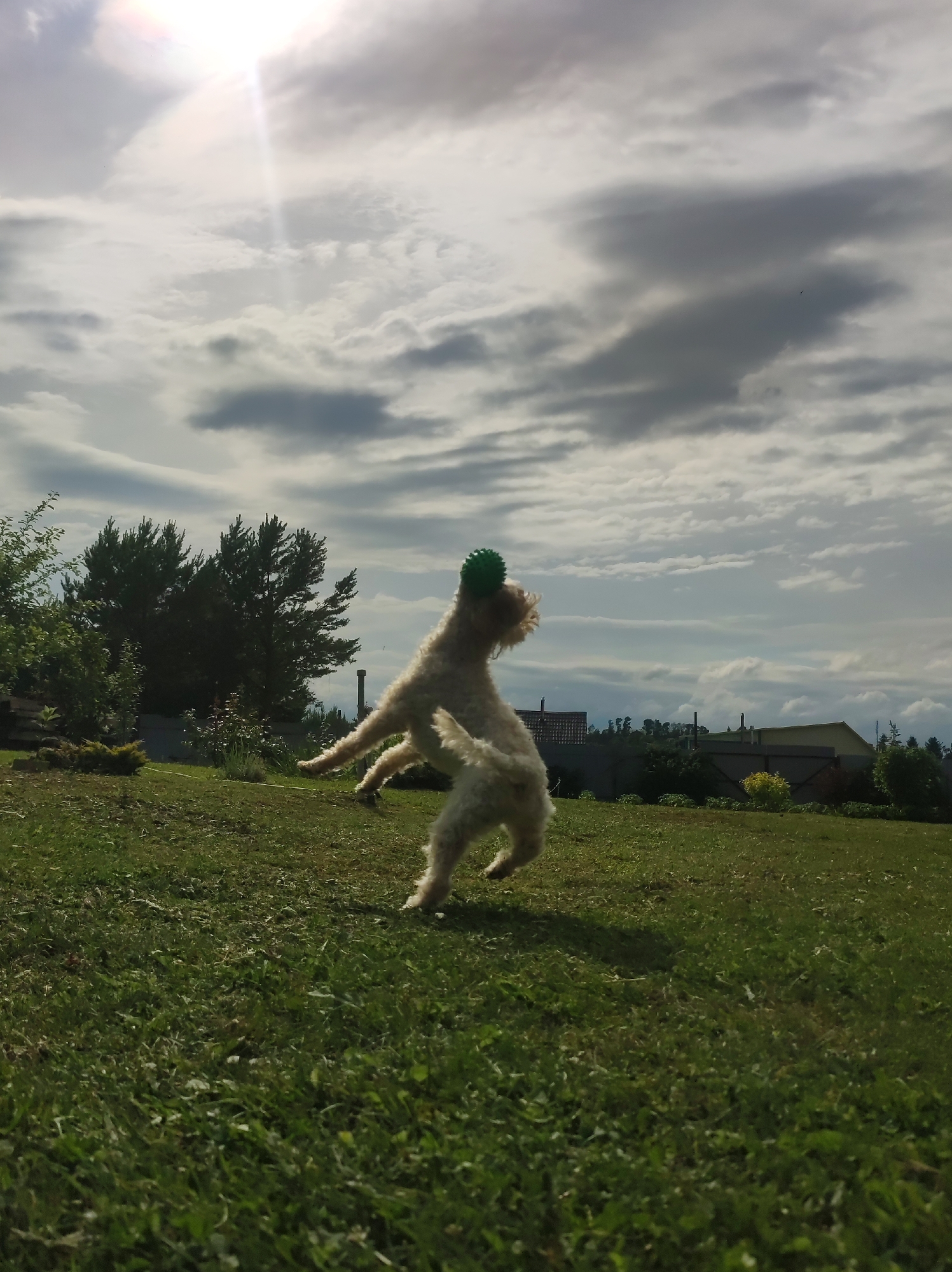 A fluffy, light-colored dog is captured mid-air, leaping across a vibrant green lawn with a bright green ball balanced on its head. The dog's body is stretched out, showcasing its agility and playful energy. The setting is outdoors, likely a backyard or park, with lush green grass dominating the foreground. In the background, a line of dark green trees stands tall, silhouetted against a dramatic sky filled with dynamic clouds.
The sky itself is a prominent feature, with a bright sun breaking through the clouds, casting a strong ray of light downwards. The clouds are a mix of white and dark gray, suggesting a dynamic and possibly changing weather pattern. A few faint birds are visible in the sky, adding to the sense of an open, natural environment. The overall atmosphere is one of joy and freedom, with the dog's energetic leap embodying a moment of pure fun.
The time of day appears to be late afternoon or early evening, given the angle of the sun and the quality of the light. The location context points to Фоки, Russia, which could imply a temperate climate with significant greenery. No text is visible in the image. The focus of the image is the dog's athletic and playful moment in the outdoors.