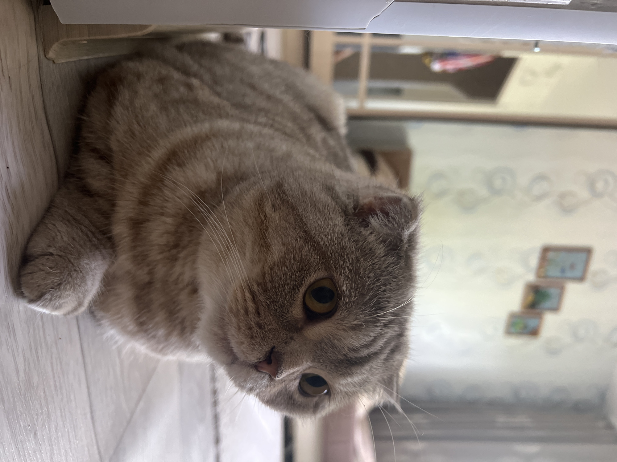 A beige and gray tabby Scottish Fold cat lies under a white cabinet on a light-colored wooden floor. The cat is facing forward, looking at the camera. In the background, a white wall with faded patterned wallpaper is visible, along with what appears to be a shelf and a set of framed pictures. The scene appears to be indoors. There is no indication of the location being in Chaikovsky, Russia.