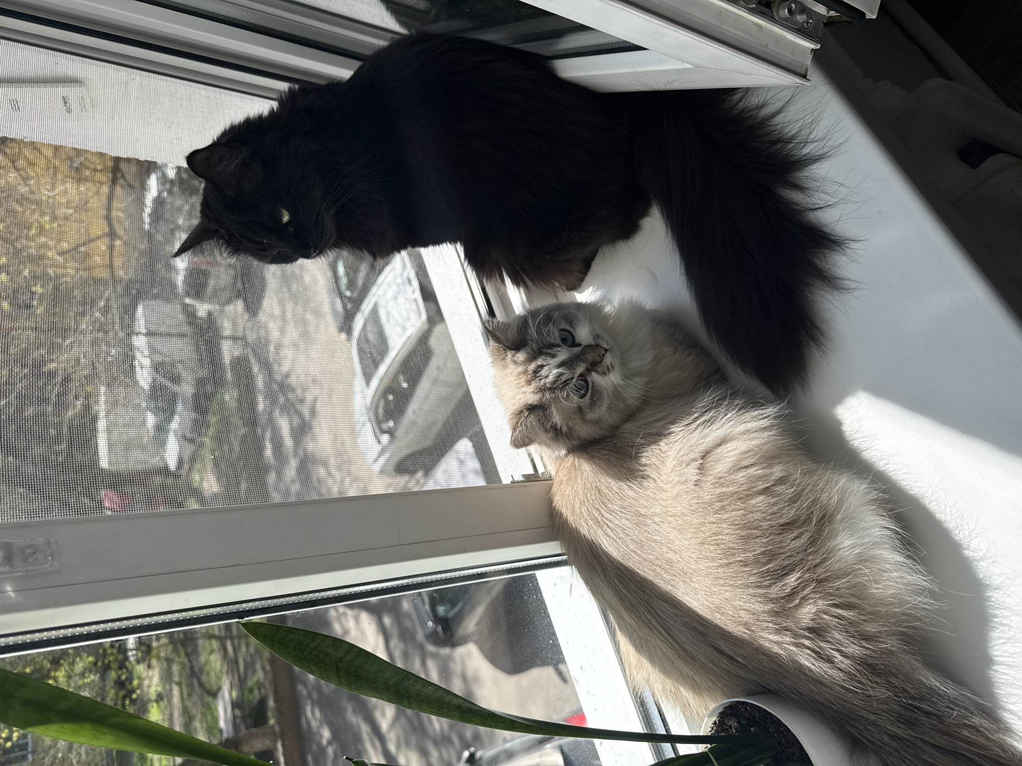 The image features two long-haired cats resting on a white windowsill. On the left, a black cat with dense, dark fur and yellowish-green eyes looks intently out the window. Its silhouette is sharp against the outdoor light, with some sunlight catching on its fur. To its right, a cream-colored cat with darker points and striking blue eyes lies with its head tilted upwards, gazing towards the viewer. Its fluffy fur is brightly illuminated by natural light, creating soft shadows on the sill.
Behind the cats, a window screen covers the upper pane, partially obscuring the view of an outdoor scene that includes trees and distant structures or vehicles, indicative of an urban or suburban environment. The lower pane of the window shows more of the outside world, reflecting some light and details. A green snake plant in a white pot is visible in the bottom right corner, partially beneath the lighter cat's tail.
The photograph is taken during the daytime, with abundant sunlight streaming in, casting strong, defined shadows on the windowsill. The cats appear relaxed and observant. No discernible text is visible within the image.