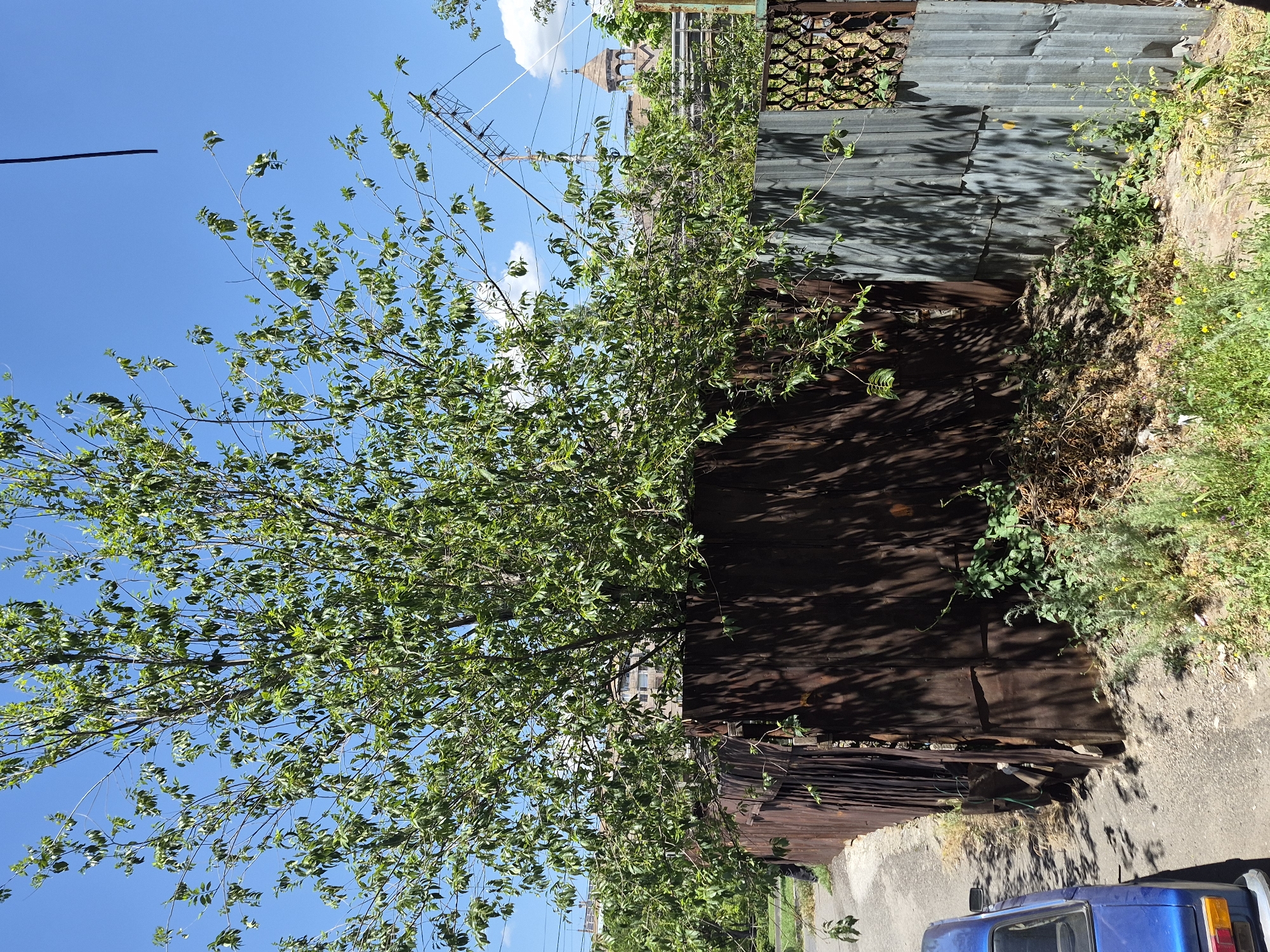 This outdoor image depicts a sunny day scene, likely in Yerevan, Armenia. The upper portion of the frame features a clear, vibrant blue sky with a few faint white clouds. A large, leafy tree with bright green foliage dominates the left and central parts of the image, its branches extending across the sky. A dark cable or wire crosses the upper left corner.
Below the tree and sky, a weathered corrugated metal fence stretches horizontally across the middle of the image, serving as a boundary. Sections of the fence are rusty brown, while others are grey or silver. Parts of the fence show decorative metal grating, particularly a square grid pattern visible in the upper right. Strong shadows from the tree branches are cast onto the fence and the ground, indicating direct overhead sunlight.
In the background, through the tree branches and above the fence, the reddish-brown dome and cross of a distant building, possibly a church, are discernible, along with a glimpse of another multi-story building. On the right side, a tall, metal antenna structure rises towards the sky.
The ground area in the foreground consists of an asphalt or concrete surface, suggesting a street or alleyway. Along the base of the fence, there's a strip of unkempt earth with green grass, weeds, and some small yellow wildflowers. The rear left portion of a blue, older model car is visible in the bottom right corner, showing part of its trunk, rear window, and a taillight.
There are no people or specific activities depicted. The scene captures a static view on a bright, clear day. No visible text is present in the image.