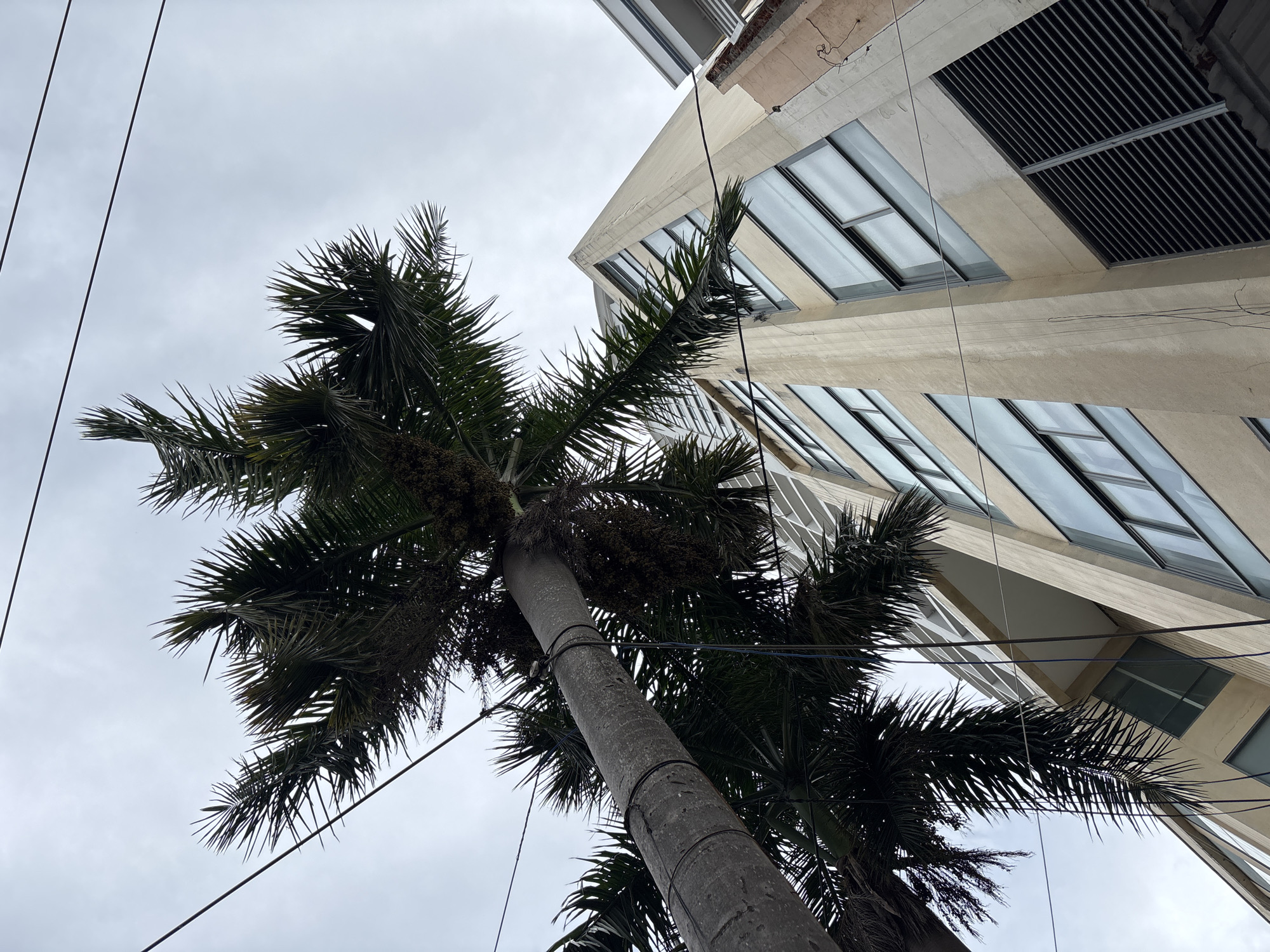 An upward-angle, wide shot captured on a cloudy day in Nha Trang, Vietnam, features a tall, slender palm tree trunk extending diagonally across the frame from the left, its fronds obscuring the top portion of a modern, beige, multi-story building to the right. The building exhibits a facade punctuated by numerous large, rectangular windows with blue-tinted glass, reflecting the overcast sky. Some sections of the building have a recessed design, creating balconies or shaded areas. Black horizontal louvers are visible on at least one level of the building. Several dark, thin electrical wires are strung across the sky, intersecting with the palm tree and the building. The ground is not visible.