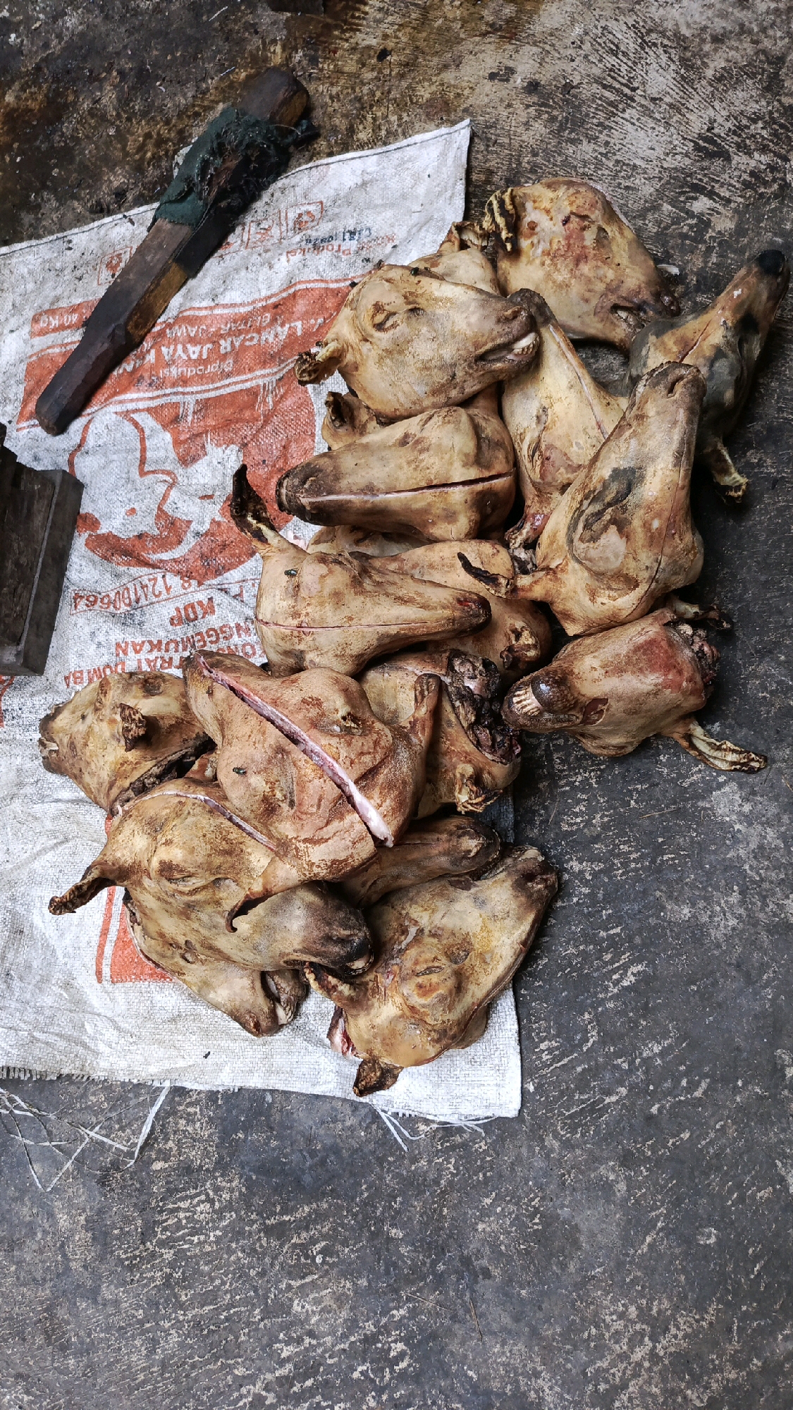 A pile of animal heads, likely goat or sheep, are arranged on a white and orange patterned sack. The heads are various shades of brown and tan, some with visible flesh and bone where they have been severed. The sack is spread on a rough, textured concrete surface. A wooden tool with a dark, worn handle and green binding is positioned to the left of the sack, its blade end pointing towards the heads. The scene appears to be outdoors, given the concrete ground and natural lighting. The setting is identified as Pekauman Kulon, Indonesia.