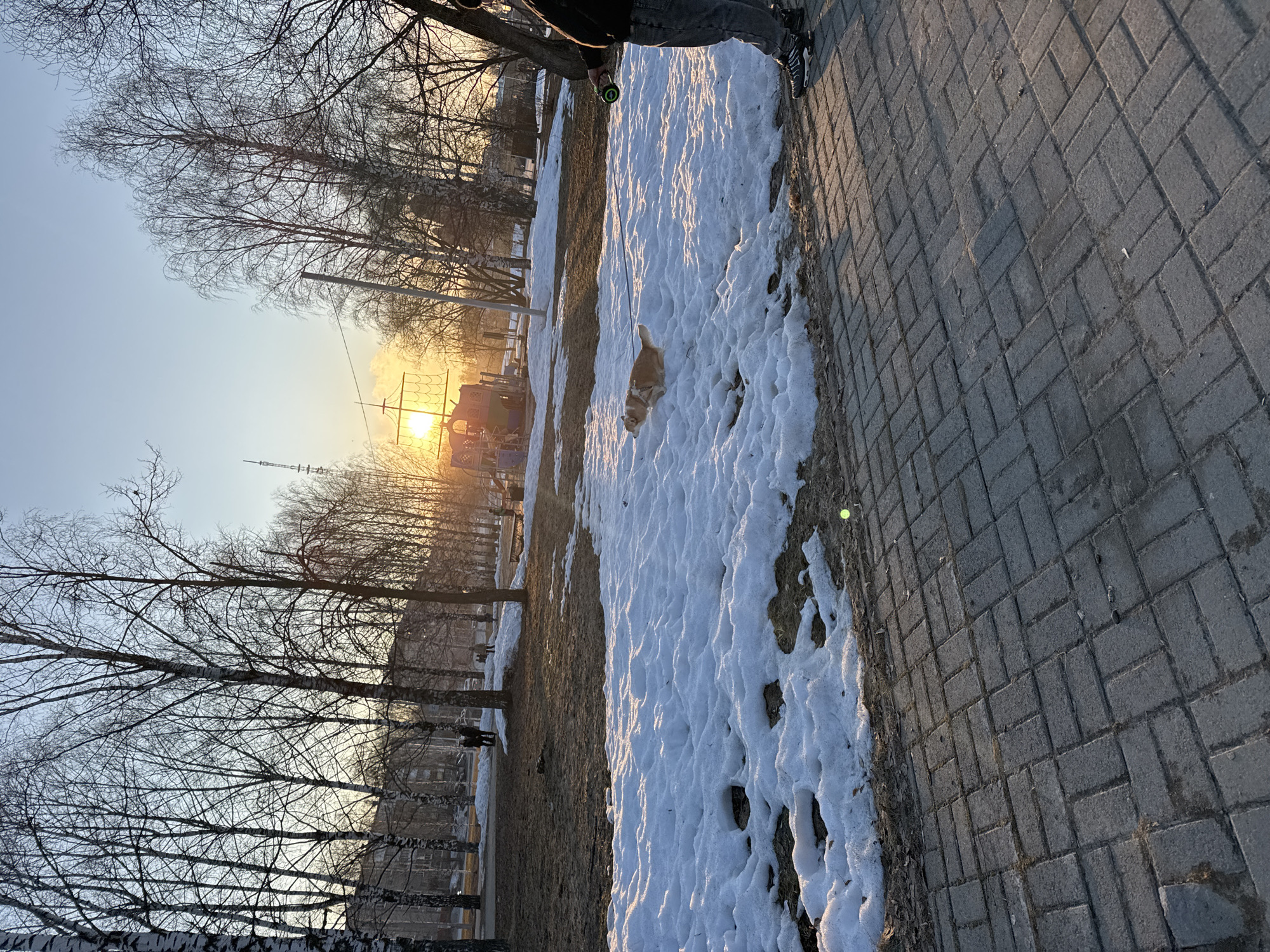 The image depicts an outdoor scene in what appears to be a park or public space, most likely located in Berezniki, Russia. The ground is covered with a mixture of snow and bare earth, suggesting a transitional season like late winter or early spring. A paved brick pathway runs along one side of the frame. In the background, there are bare trees and a playground structure silhouetted against the setting sun. A person stands at the edge of the pavement, and a light-colored dog is standing on the snowy ground, connected to the person by a leash.