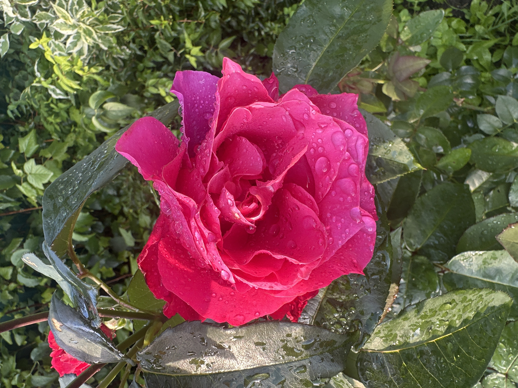 A vibrant pink rose is in full bloom, its petals glistening with raindrops. The rose is surrounded by dark green leaves, also wet from the rain. In the background, lush green foliage creates a soft, blurred backdrop. The scene is likely in a garden, possibly in Staritsa, Russia, given the hint. The lighting suggests it could be morning or late afternoon, with sunlight catching the water droplets. There are no people or animals visible in the image.
