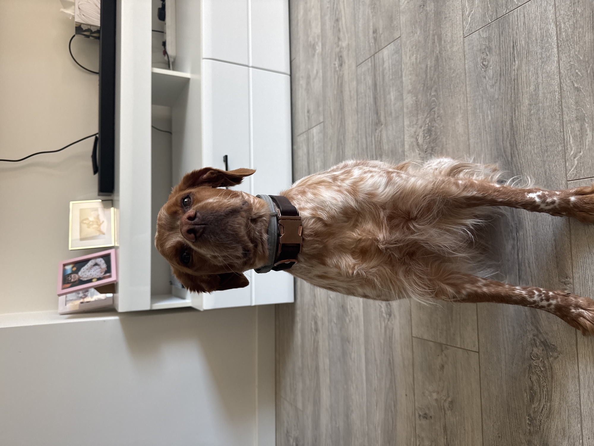 A medium-sized, orange and white dog is lying on a gray wood-paneled floor. The dog is wearing a brown collar. In the background, there is a white cabinet with framed pictures on top. A black television is mounted on the wall next to the cabinet. The location is unknown, and the presence of Sofia, Bulgaria, cannot be confirmed from the image.