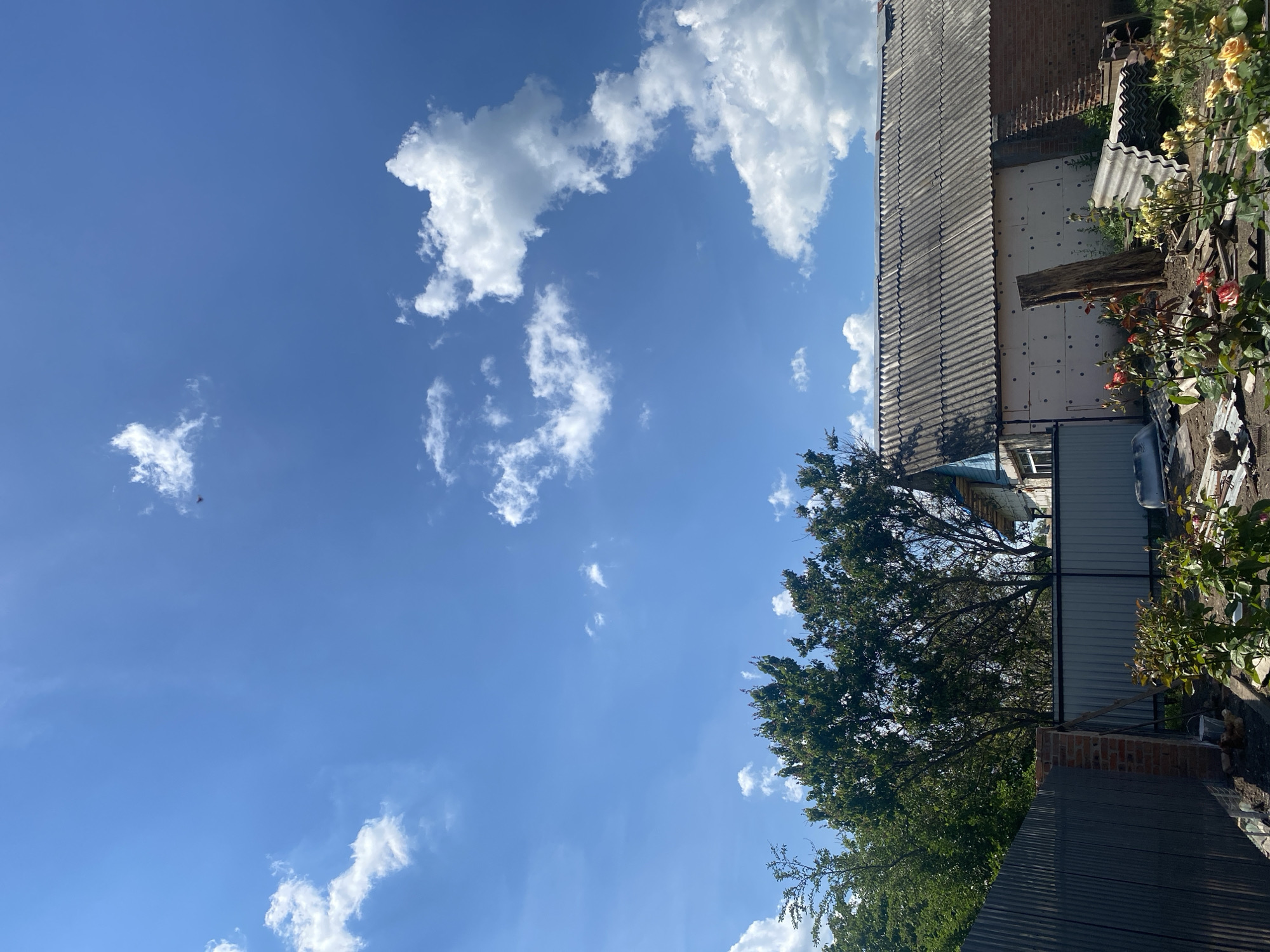 This image depicts an outdoor scene, reportedly located in Kisliakovskaya, Russia, under a bright blue sky with scattered white cumulus clouds. A small, dark, winged object is visible in the upper center-right of the sky.
The lower half of the image presents a residential or rural backyard. A single-story building occupies the right side, featuring a weathered, grey corrugated asbestos-cement roof with visible seams. The primary wall facing the viewer is partially covered with unevenly applied white insulation panels, secured with circular fasteners. An older, exposed red brick wall section is visible on the far right of the building. A large, rough-hewn wooden post leans vertically against the insulated wall. To the left of the main building, partially obscured by trees, a smaller structure with a light blue exterior and a visible window is present.
In the mid-ground, a dark grey corrugated metal fence runs from the left, supported by a brick pillar. A lighter grey corrugated metal gate or fence section is visible further back, behind foreground vegetation. The immediate foreground contains several rose bushes displaying red, pink, and yellow blossoms, interspersed with scattered construction debris. This debris includes multiple corrugated metal sheets lying on the ground, various wooden scraps, and other refuse. A white plastic bucket rests near the base of the brick fence pillar. Dense green deciduous trees line the upper edge of the fence, providing a backdrop to the scene. The overall environment is illuminated by strong, clear daylight, consistent with a sunny day. No individuals or overt human activity are depicted.