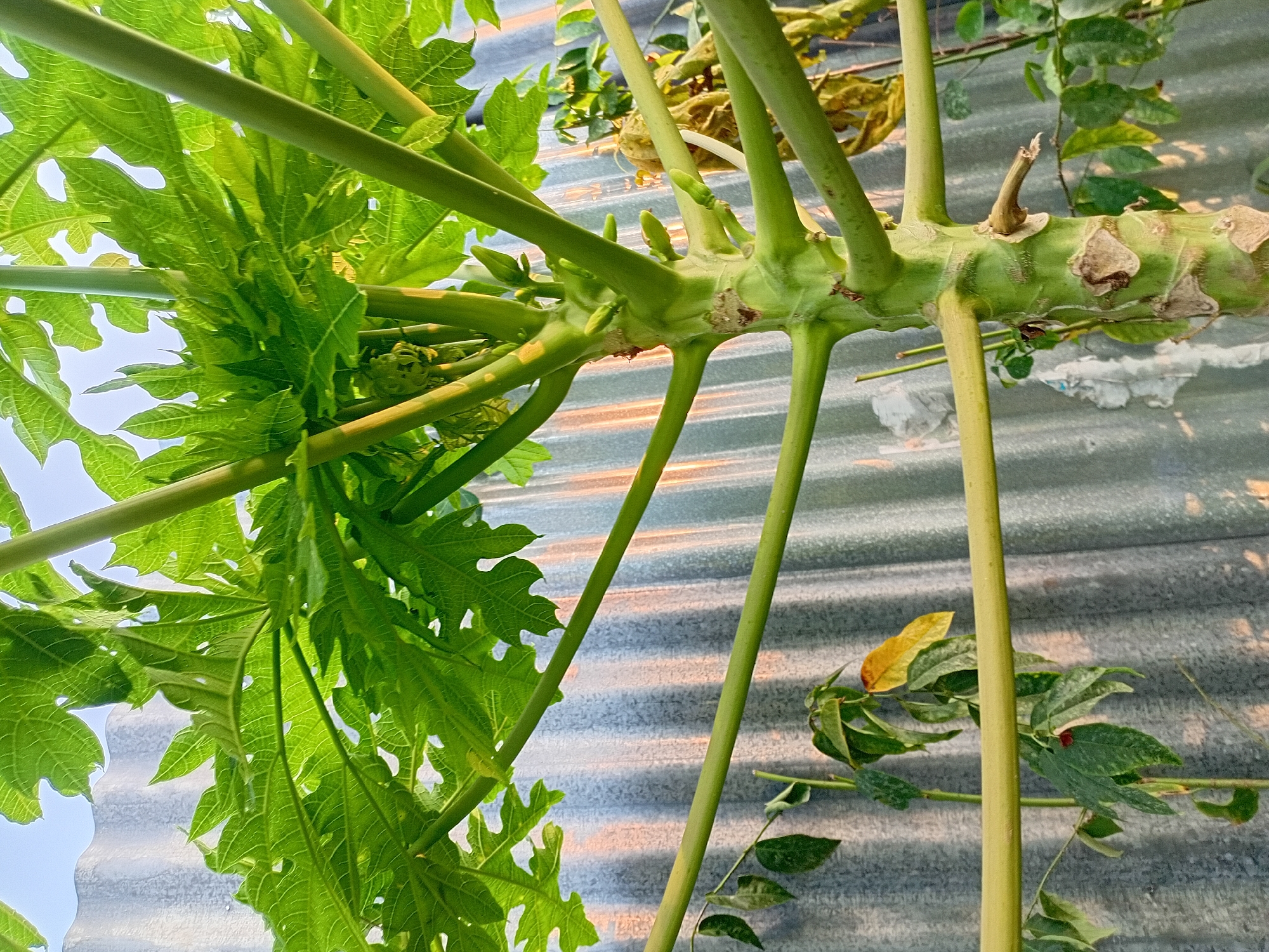 A close-up, low-angle shot captures the thick, green, segmented trunk and branches of a papaya tree. The leaves are large, bright green, and deeply lobed, some with visible veins and edges. Several small, green buds or nascent fruits are clustered near the top of the trunk. In the background, a corrugated metal fence is visible, catching the warm light of what appears to be late afternoon or early morning. Some smaller, less healthy plants with fewer leaves, some yellowed, are also present behind the main tree. The overall scene is outdoors, likely in a garden or yard, with a clear sky visible above the leaves. This image was captured in Kasang Pudak, Indonesia.