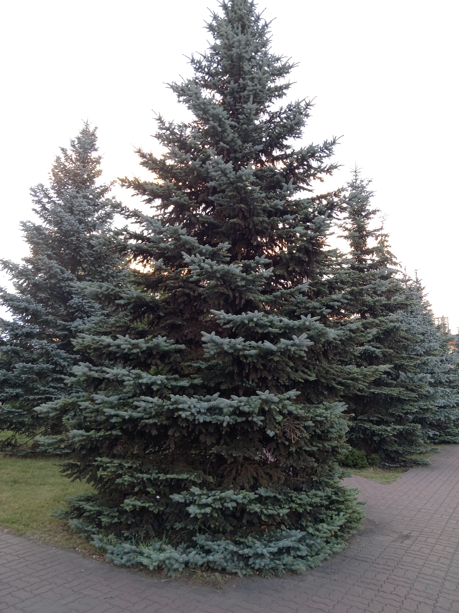 A row of several large, mature blue spruce trees line a paved walkway. The trees are a deep green with bluish-gray needles and are densely branched, creating a thick, full appearance. The walkway is paved with light brown interlocking bricks, forming a decorative pattern. To the left of the walkway, a patch of well-maintained green grass is visible. The sky is a bright, overcast white, suggesting either early morning or late evening light. In the background, beyond the trees, a building with a light-colored facade and a darker roof can be partially seen, indicating an urban or semi-urban setting. The overall scene depicts a landscaped area, likely in a park or along a street in Rudny, Kazakhstan.