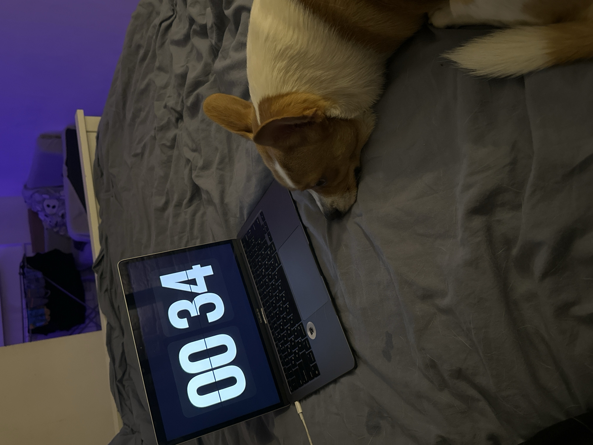 A medium shot captures a dog resting its head next to an open laptop on a bed covered with a gray sheet. The laptop displays the time "00:34" in a large, digital font. The dog is brown and white. The laptop is plugged into a white charging cable. In the background, a dimly lit room with a white dresser is visible. The location is not identifiable as Moscow, Russia.