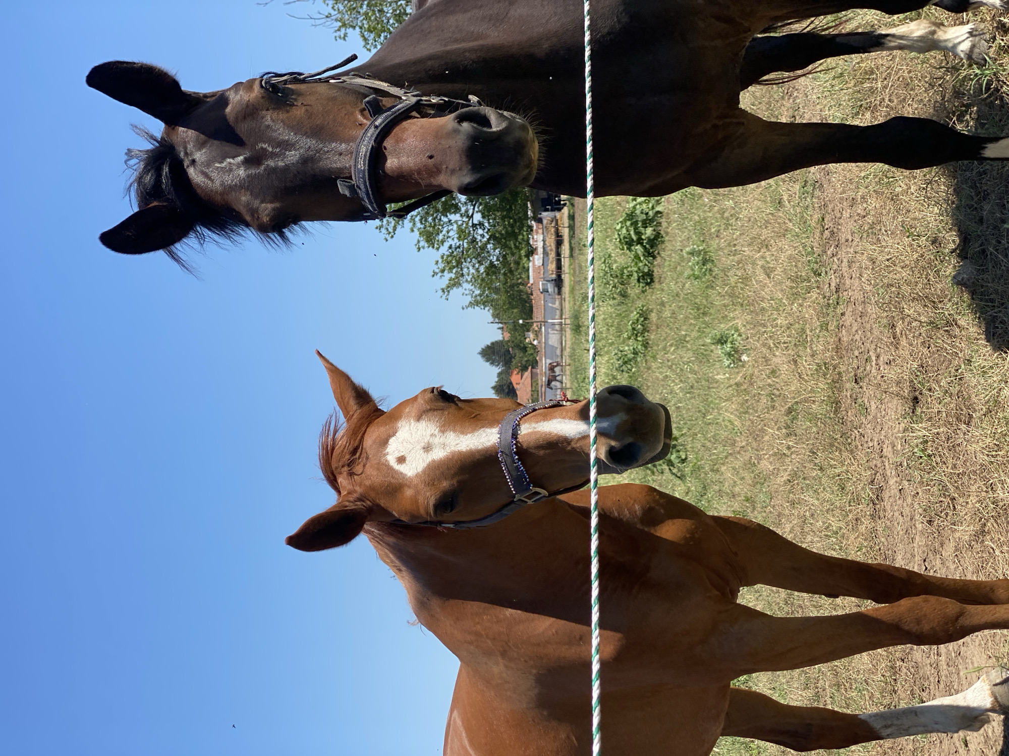 This full-shot image captures two horses standing behind a white and green striped electric fence in a dry grassy field under a clear blue sky in Slavovitsa, Bulgaria. The horse on the left is a bay or chestnut color with a prominent white blaze extending down its face and a decorative halter featuring white beads. The horse on the right is dark brown or black, wearing a plain black halter. Both horses are positioned centrally, facing directly towards the viewer. Their ears are perked forward, and their expressions appear calm.
In the mid-ground, behind the horses and the immediate field, a sparse treeline is visible. The background reveals a rural or semi-rural scene with several buildings, including what appears to be farm structures, possibly stables or barns, and residential houses with orange-tiled roofs. A white truck is parked near the buildings, and piles of hay are discernible. Further into the background, other horses are visible grazing or standing. The ground consists of dry, parched grass and patches of bare earth, indicating sunny and dry conditions. Scattered small flying insects are visible in the air, particularly around the horses' faces.