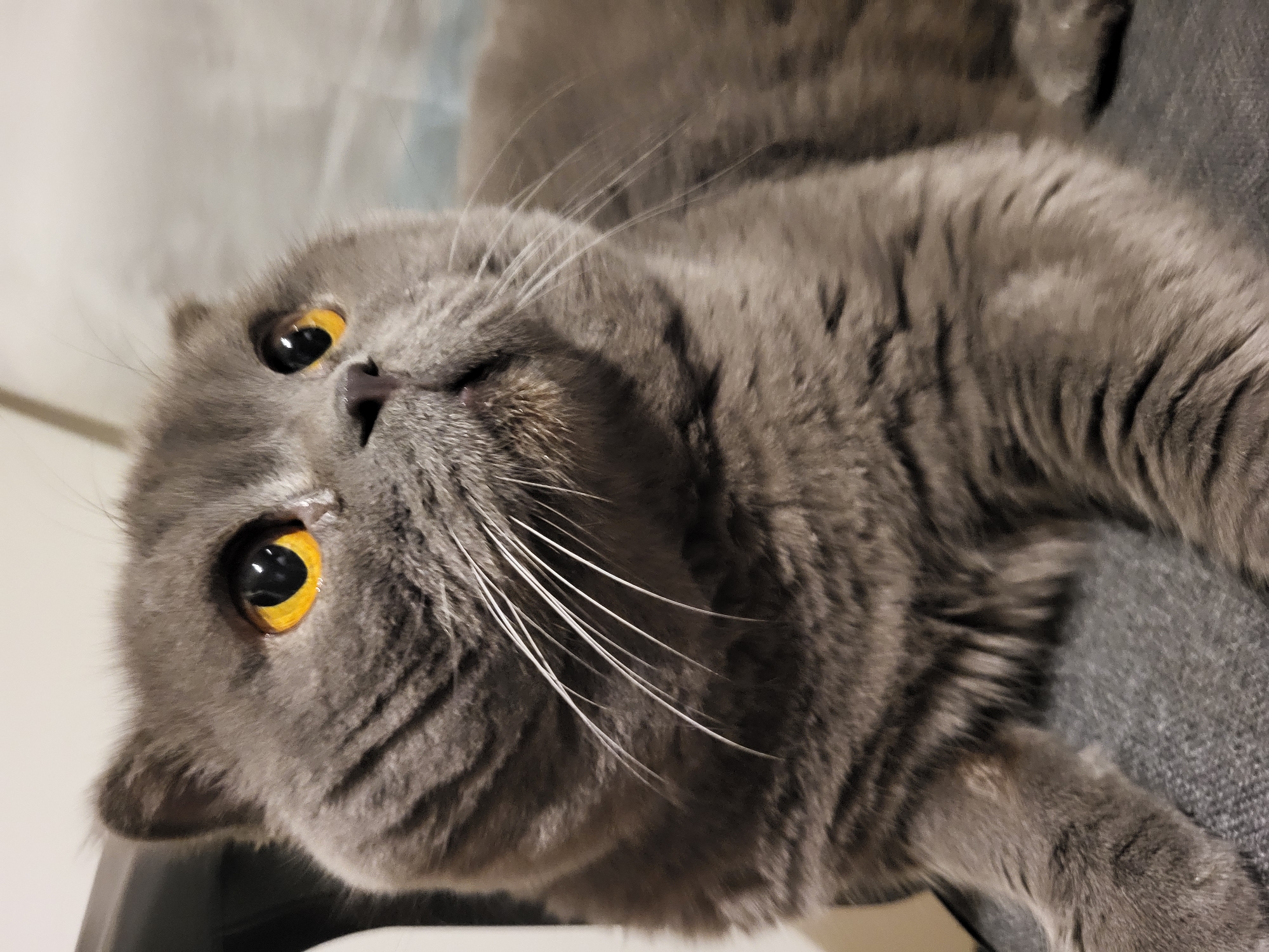 A close-up, eye-level shot focuses on a British Shorthair cat with gray fur and bright amber eyes. The cat is positioned in the center of the frame, looking to the right with its mouth slightly open. Its whiskers are prominently displayed, fanning out from its nose. The background is blurred, showing a hint of a gray chair or surface in the foreground and a lighter, out-of-focus background that appears to be indoors. The lighting is soft, highlighting the cat's features.