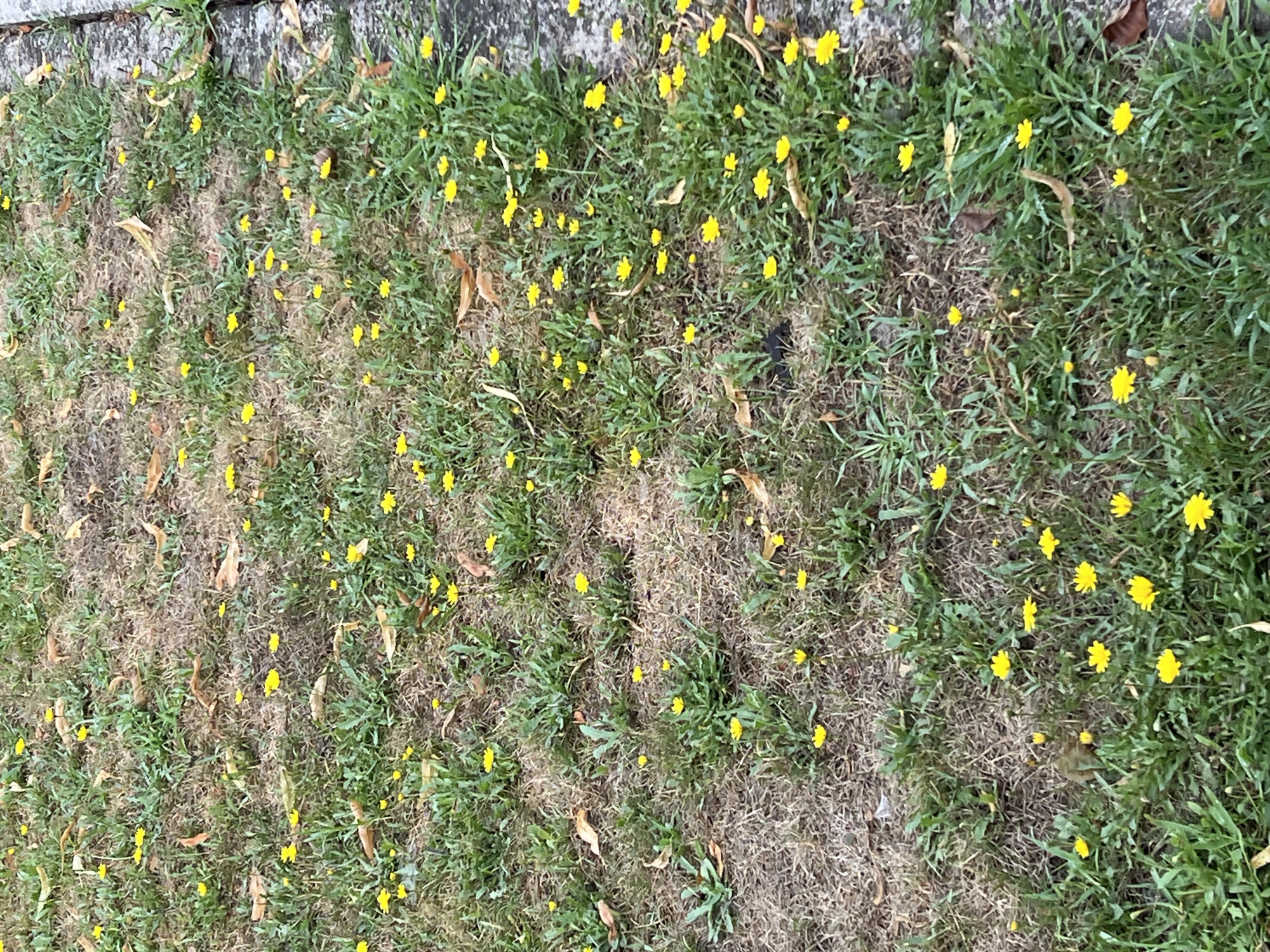 The image shows a patch of ground with grass and scattered yellow flowers. The ground is partially covered in dry, brown vegetation, suggesting a dry spell or seasonal change. A concrete curb or edge is visible on the right side of the frame, bordering the grassy area. The scene appears to be outdoors in a natural or semi-natural environment, possibly a park, lawn, or roadside. There are no people or animals visible in the image.