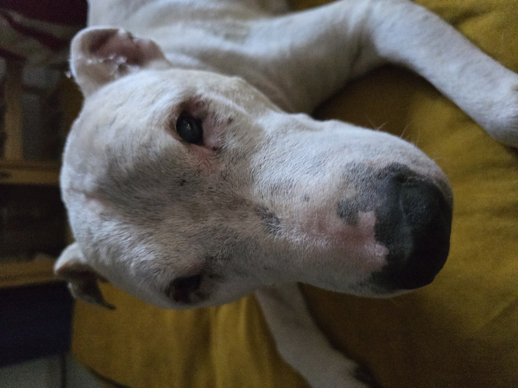 A close-up, eye-level, vertical shot shows the head and front of a white dog with dark patches around its nose, lying on a yellow surface. The dog's eyes are dark, and its ears are pointed upwards. The background is dark and out of focus.