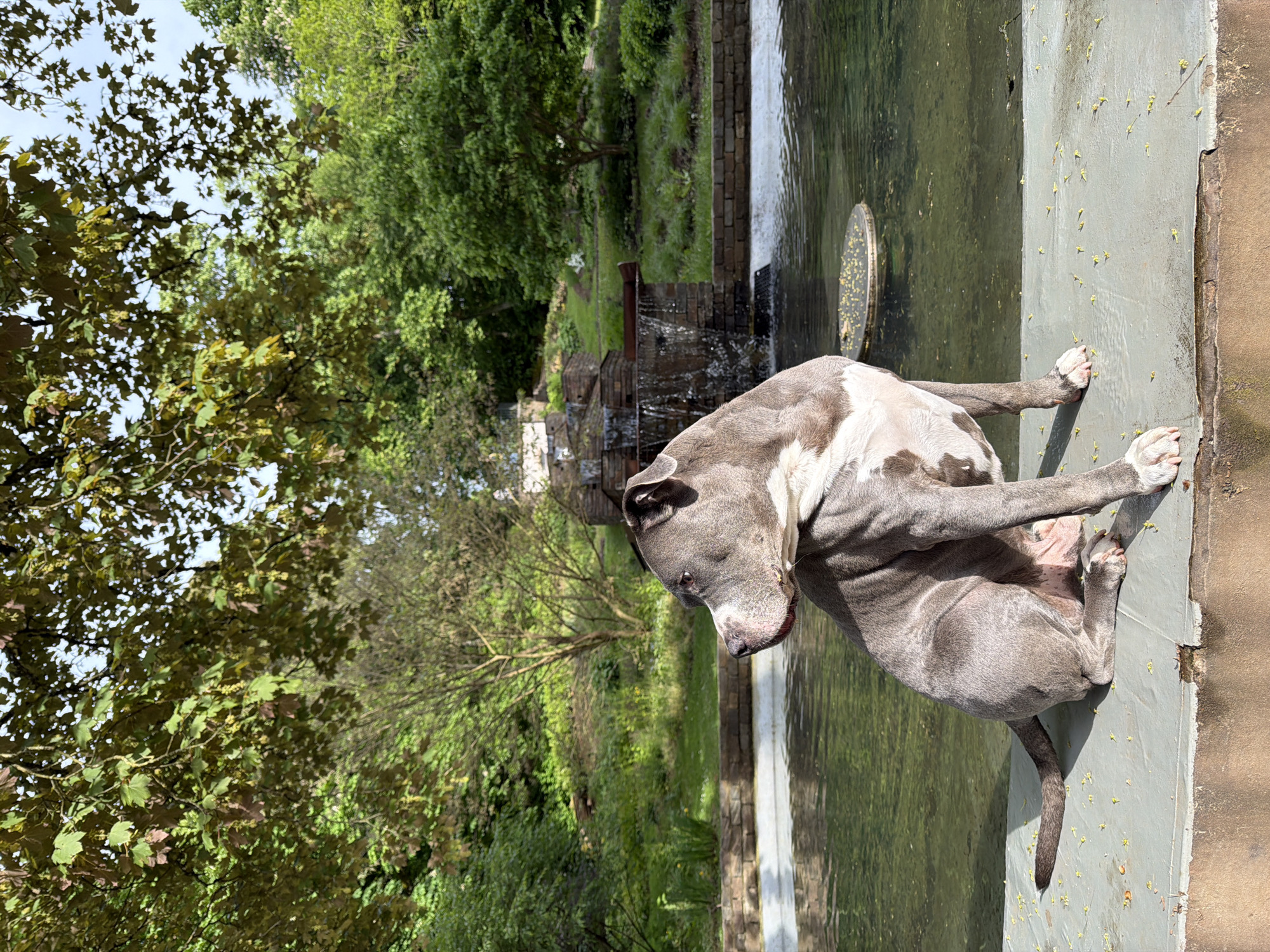 A blue and white pitbull-type dog is sitting on the edge of a gray concrete wall, part of a water feature, at the park of Esch-sur-Alzette in Luxembourg. The dog is mostly gray with white patches and is partially submerged in the water. Behind the dog is a series of small waterfalls cascading down brick and stone structures. Lush green vegetation, including trees and grass, surround the water feature. The scene is outdoors and appears to be a sunny day.