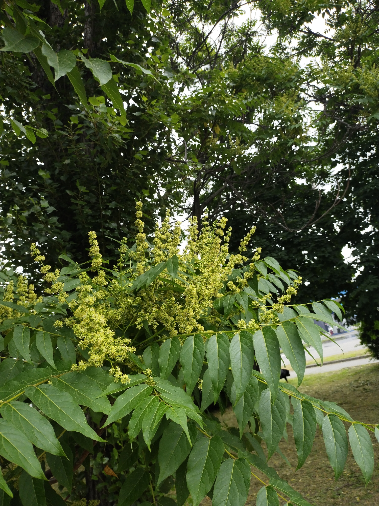 This image shows a close-up of a tree with clusters of small, pale green flowers and long, compound leaves. The tree is in bloom, with many branches bearing these flower clusters. The foliage is lush and green. In the background, out of focus, is a hint of a street with a road and grassy area. The sky is overcast. The scene appears to be outdoors in a park or along a roadside in the city of Horishni Plavni, Ukraine, likely during late spring or summer when the tree is flowering. No people or animals are clearly visible.