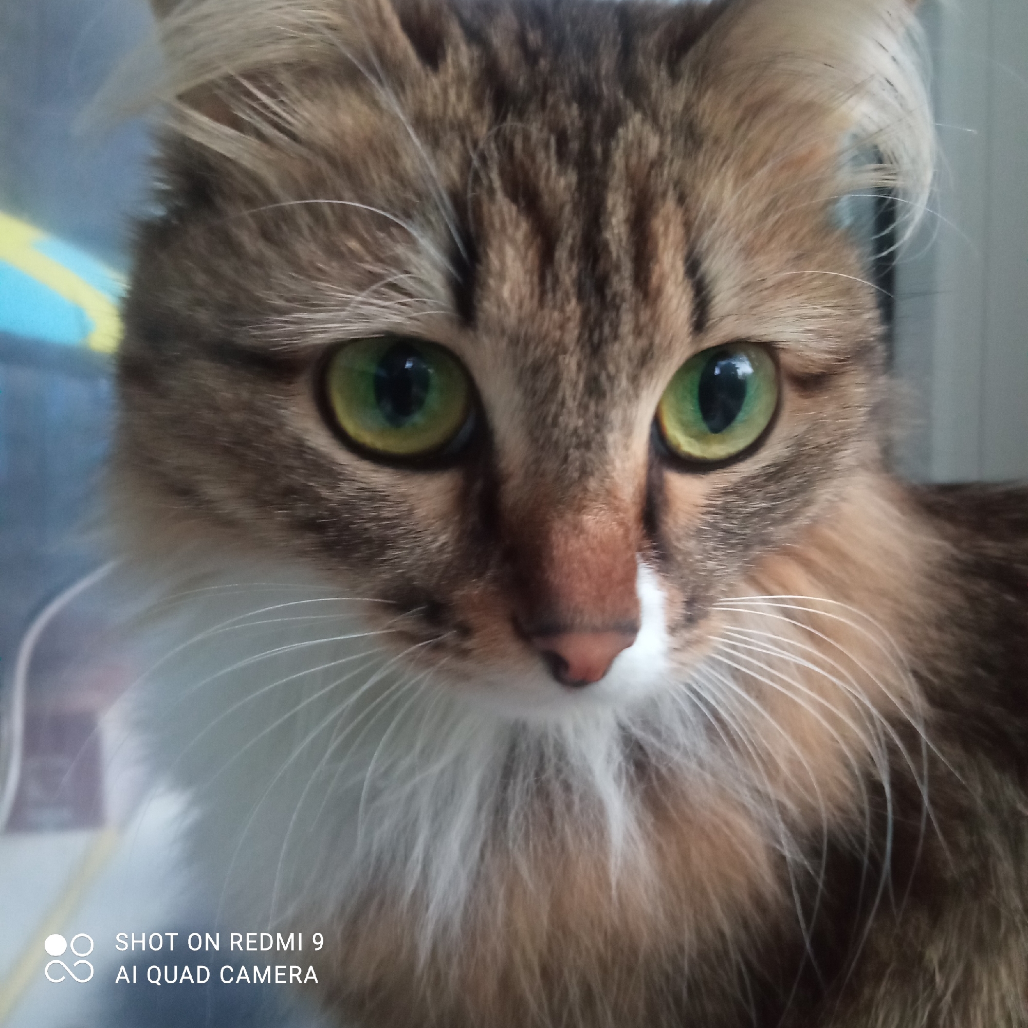 A close-up photograph depicts a cat with striking green eyes. The cat's fur is a mix of brown and white, with white fur around its chest and whiskers. The cat's nose is pink. The lower left corner of the image contains the watermark "SHOT ON REDMI 9 AI QUAD CAMERA". The exact location within Chaikovsky, Russia cannot be determined from the image.
