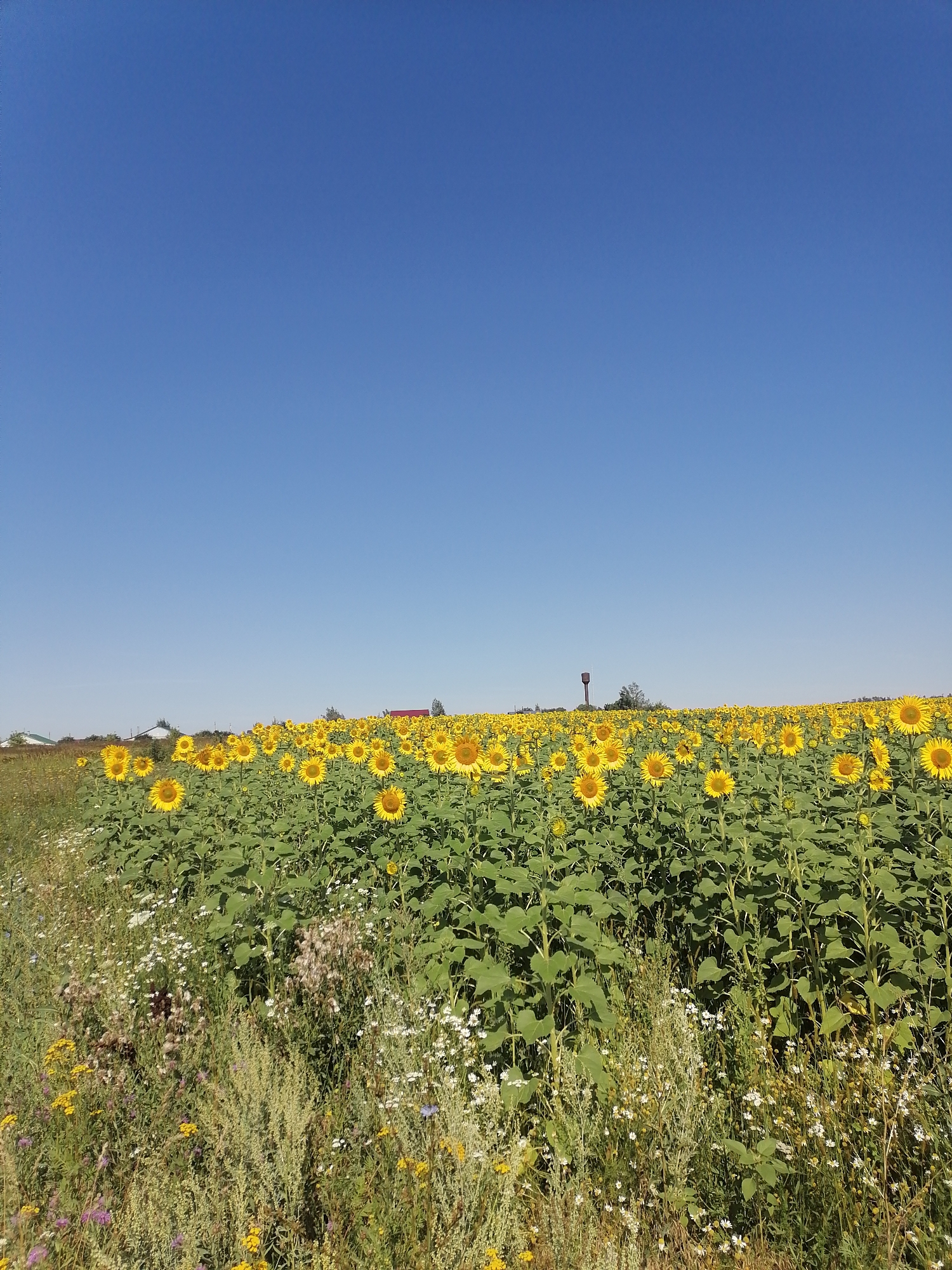 A wide shot captures a vibrant field of sunflowers under a clear blue sky, located in the village of Pecherniki, Russia. The sunflowers, facing upwards, dominate the landscape with their bright yellow petals and green foliage. A variety of wildflowers, including white daisies and yellow blossoms, grow in the foreground and along the edges of the field, adding to the picturesque scene. In the background, several houses with red roofs and a water tower are visible, suggesting a rural or suburban setting. The overall impression is one of a sunny, tranquil summer day in the Russian countryside.