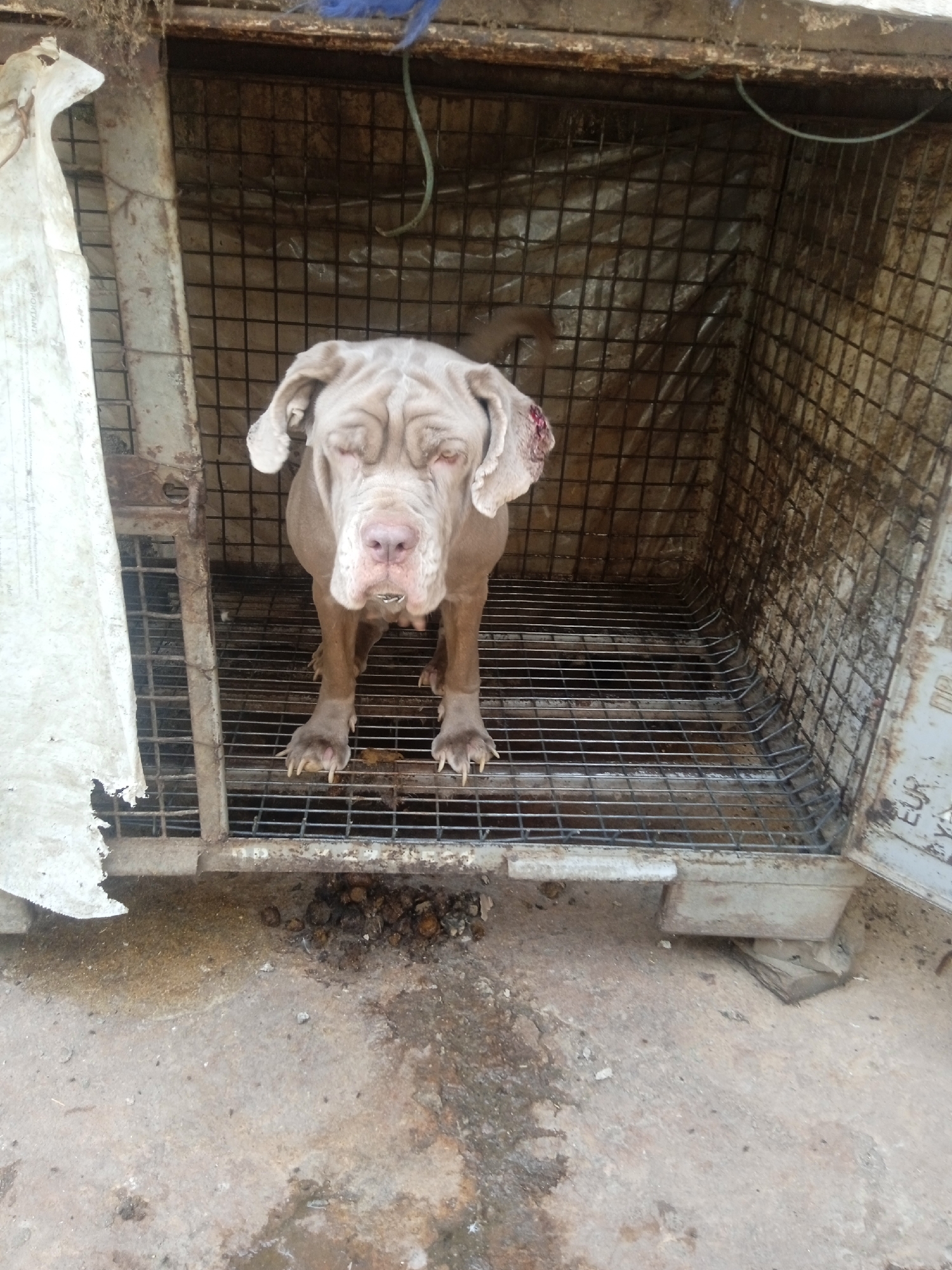 A fawn-colored Mastiff stands inside a rusty, wire-mesh cage with an open door. There is blood on its right ear. A pile of feces is visible outside the cage, on a concrete floor. The environment appears unclean and unhygienic. The scene is identified as being in Jos, Nigeria.