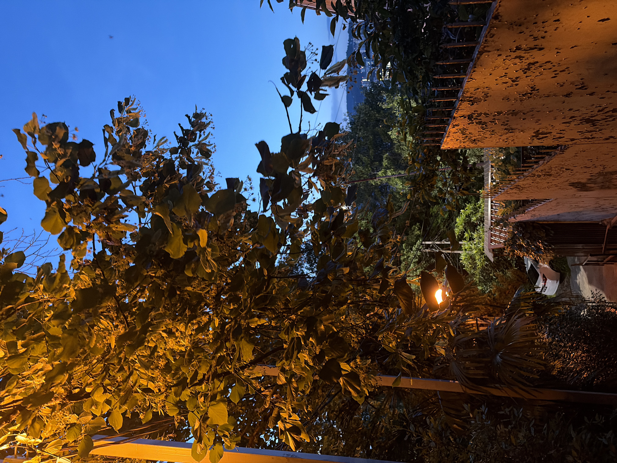 The image captures a nighttime street scene illuminated by artificial light in Sochi, Russia. The foreground is dominated by a large tree with yellow leaves, lit from the left by an unseen light source, possibly a streetlamp. The tree's branches extend towards the right, silhouetted against a deep blue twilight sky.
To the left of the tree, a vertical yellow pole, likely a lamppost, is visible. Below the tree and to the right, a rusty, distressed metal fence with pointed spikes runs along a downward sloping path. Beyond the fence, a white car is parked on a sloped driveway. Dense foliage and trees form a dark backdrop, with some distant lights suggesting a settlement or urban area nestled in the hills. The overall impression is one of a quiet, residential area at dusk or early night.